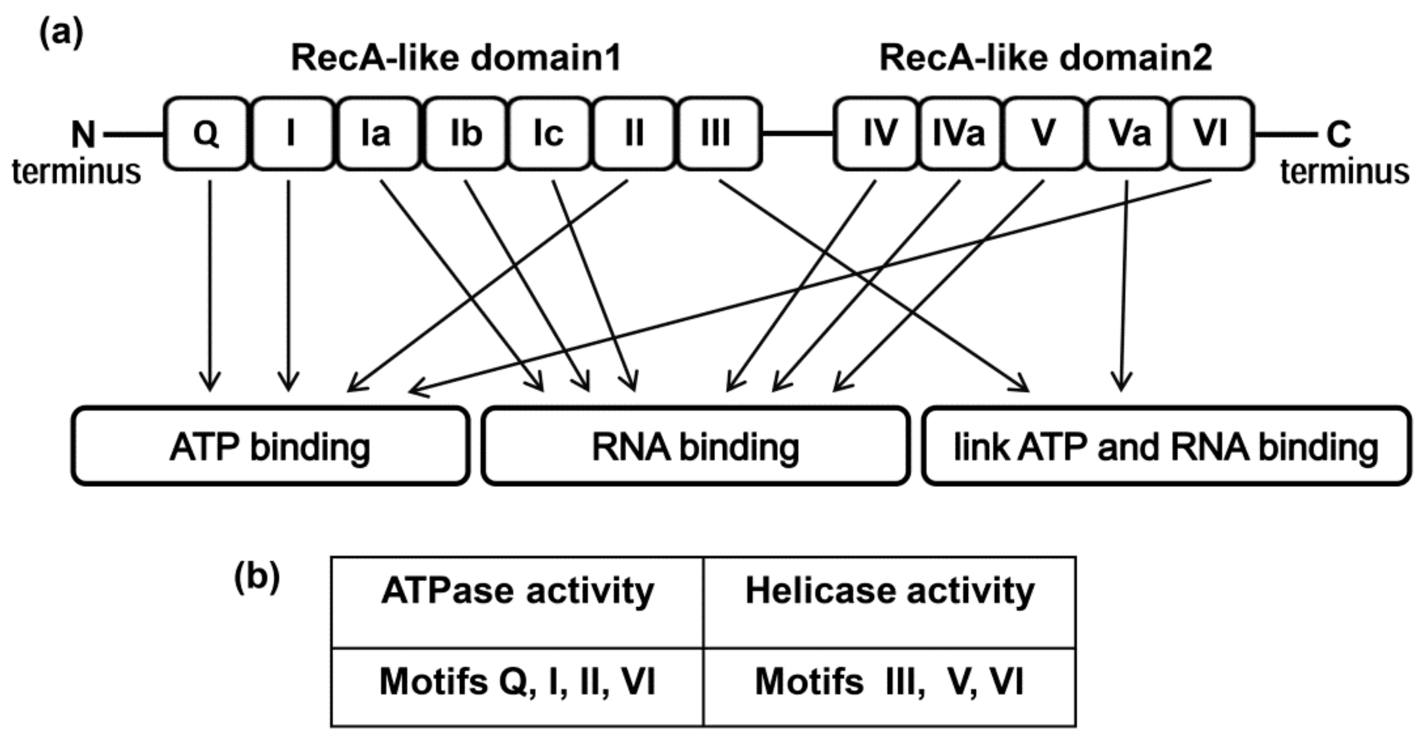 Molecules | Free Full-Text | DEAD-box RNA Helicase DDX3: Functional ...