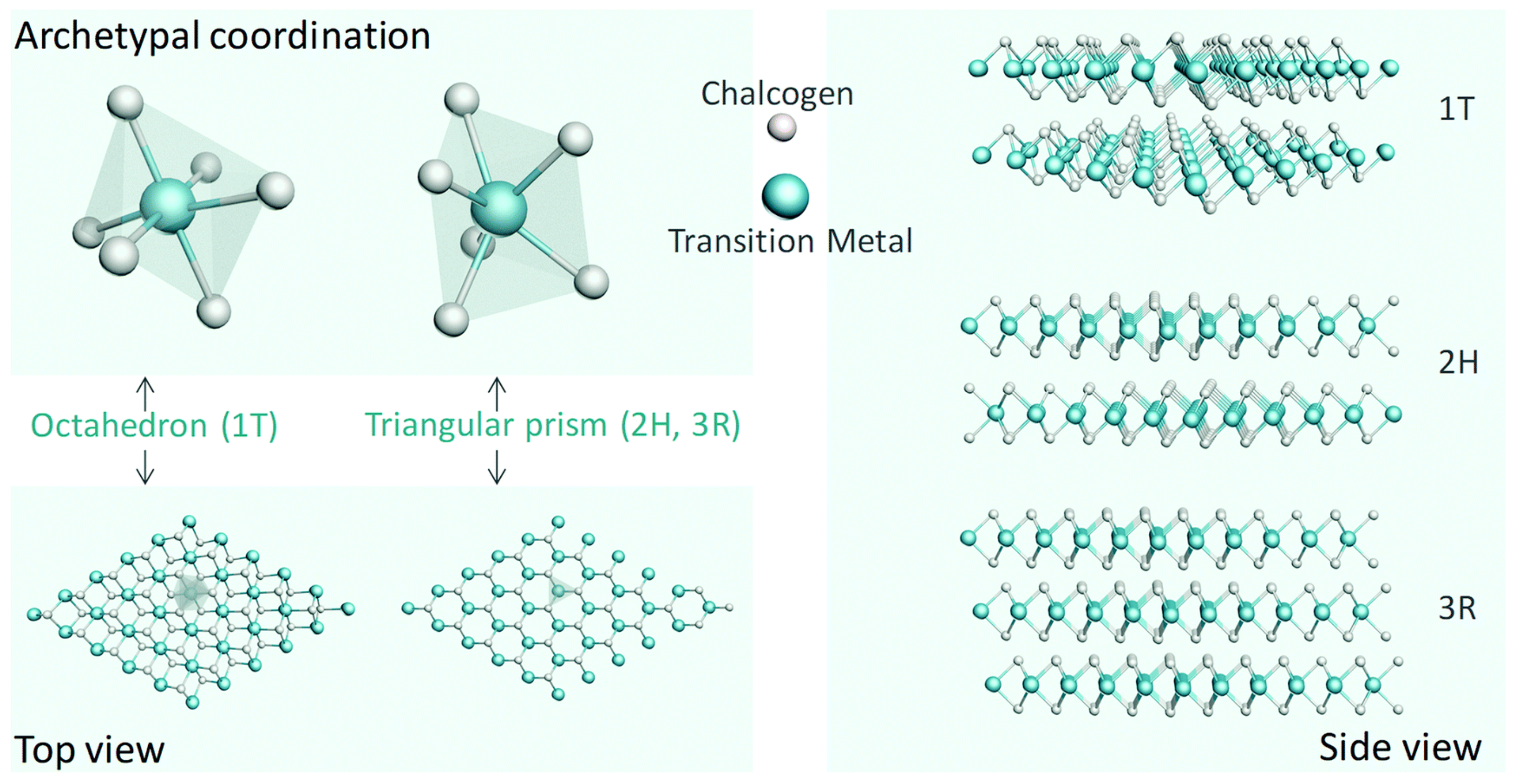 Size Effects of MoS2 on Hydrogen and Oxygen Evolution Reaction