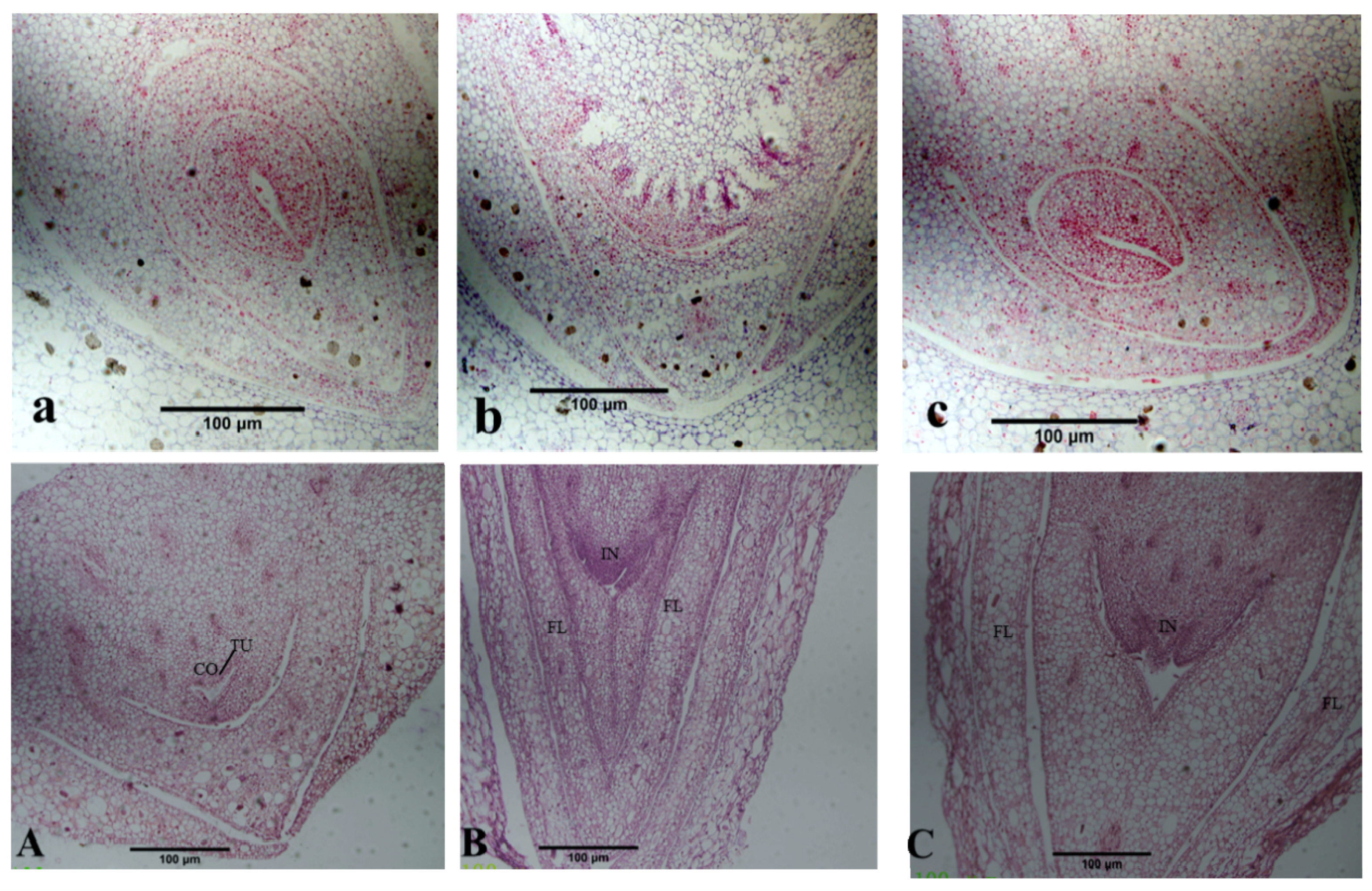Molecules 25 01244 g002