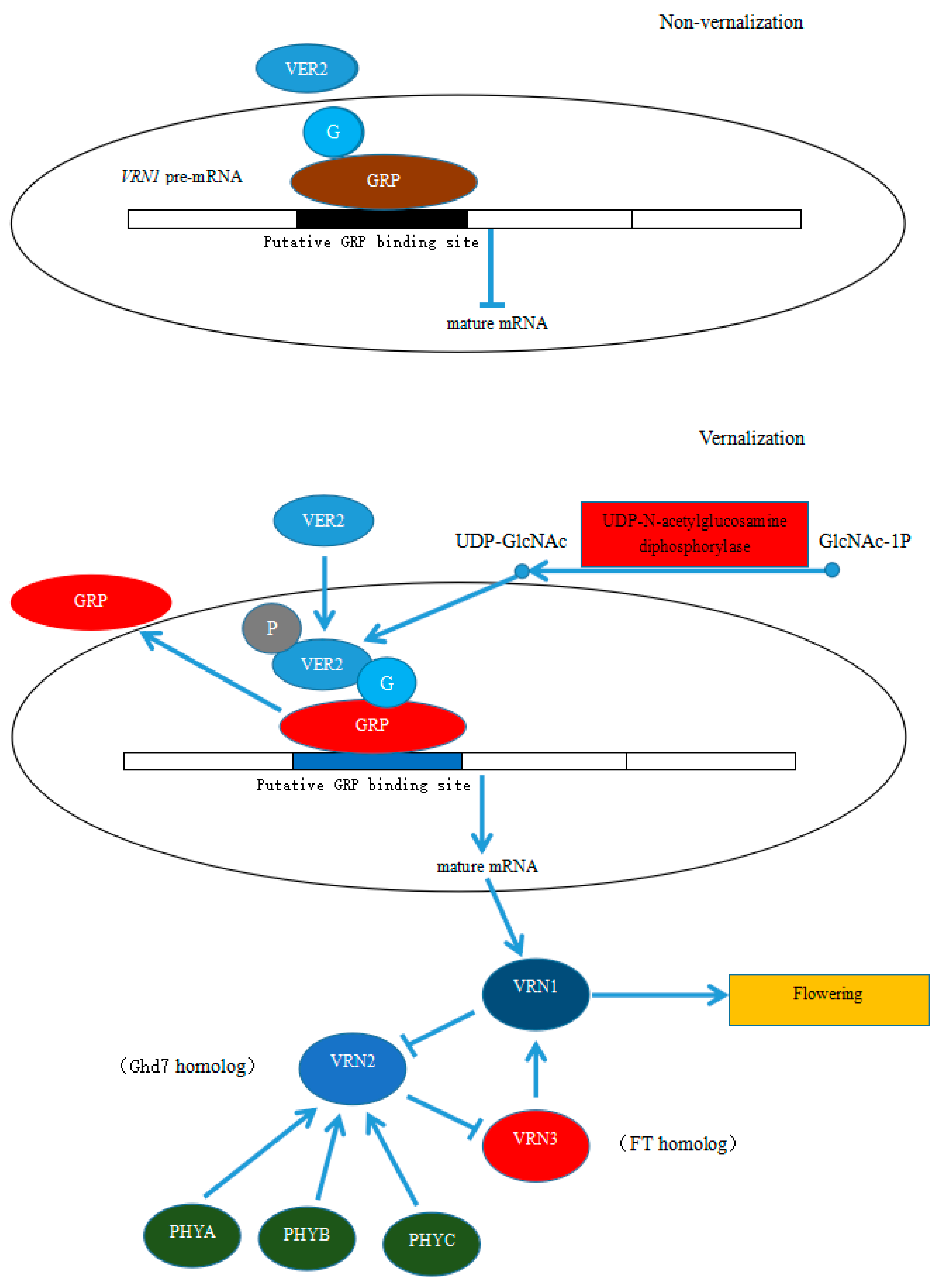 Molecules 25 01244 g006