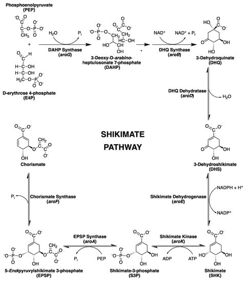 Molecules Free Full Text Mycobacterium Tuberculosis Shikimate Pathway Enzymes As Targets For The Rational Design Of Anti Tuberculosis Drugs Html