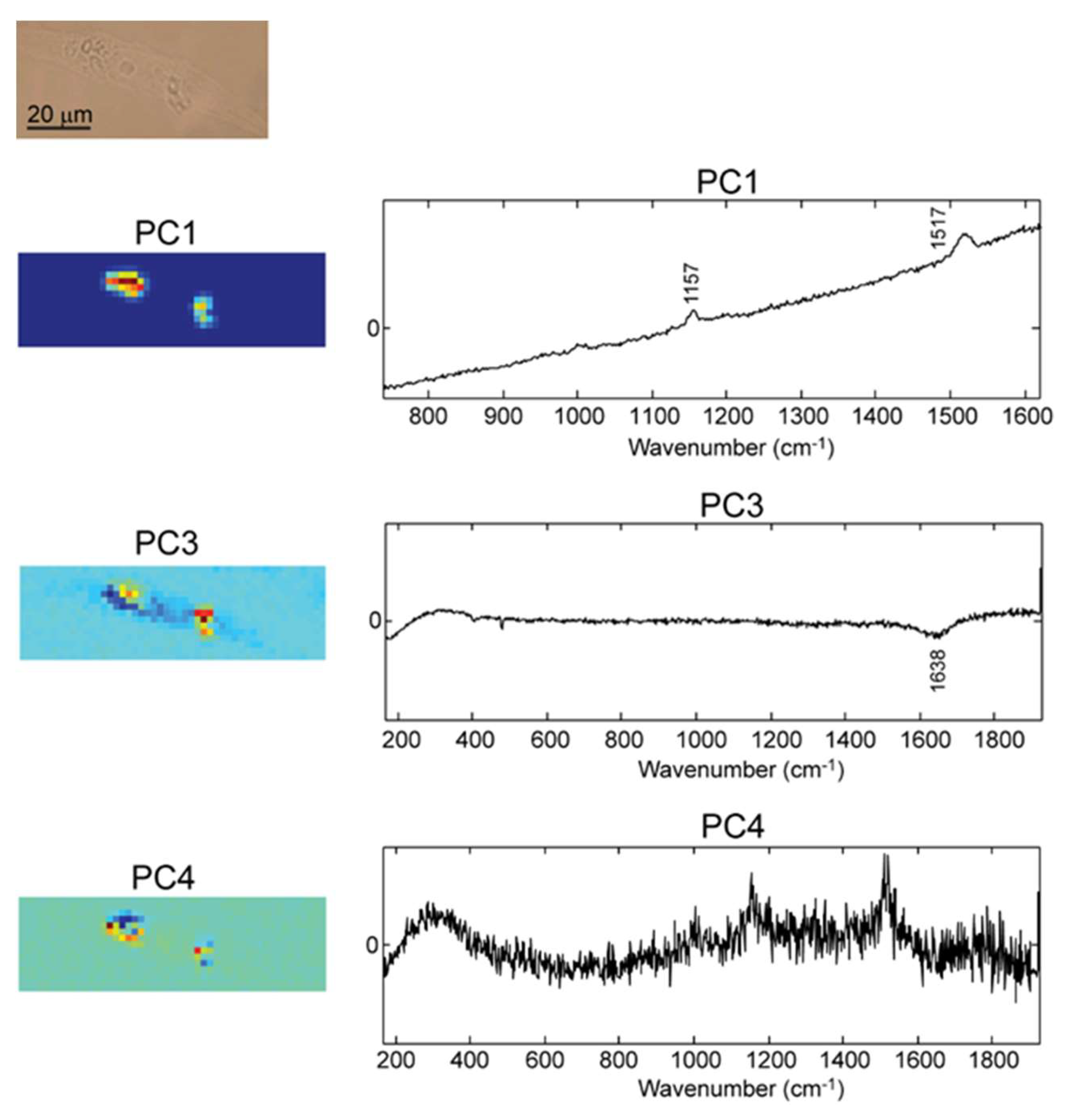 Molecules 25 01477 g006 Molecules 25 01477 g006