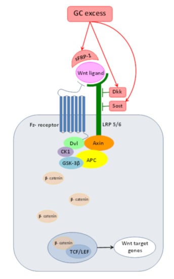 Molecules Free Full Text Glucocorticoids Influencing Wnt B Catenin Pathway Multiple Sites Heterogeneous Effects Html