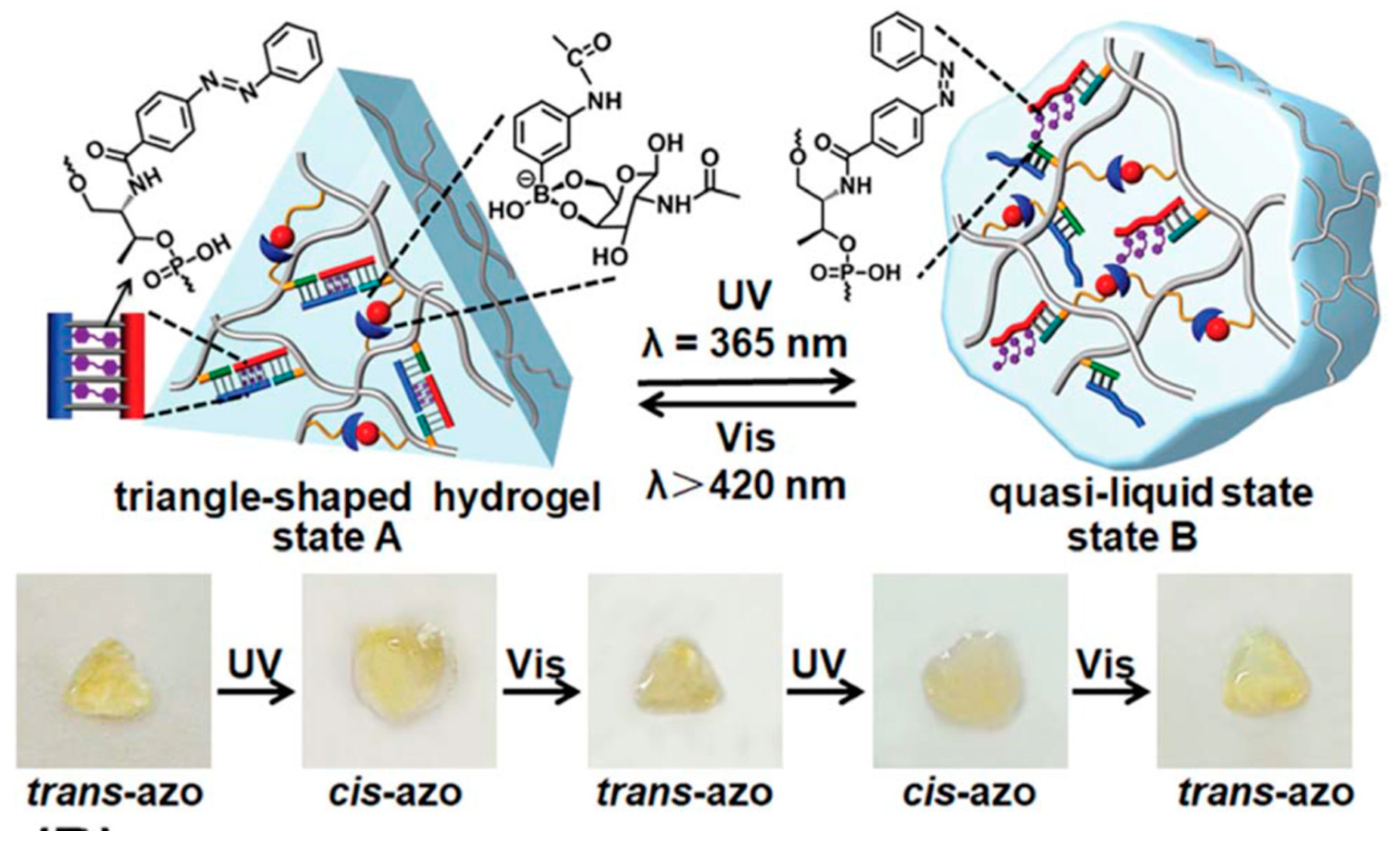 Molecules | Free Full-Text | New Developments in Medical Applications of  Hybrid Hydrogels Containing Natural Polymers