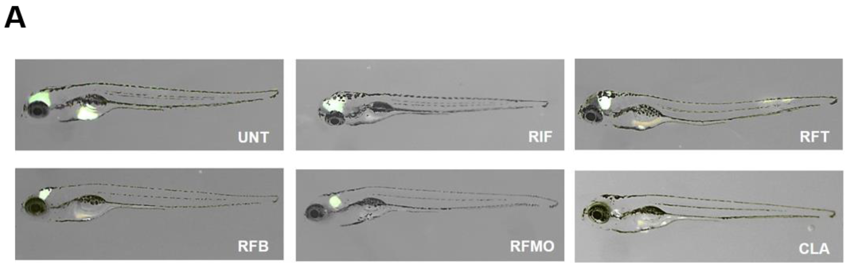 Molecules 25 01597 g004a Molecules 25 01597 g004a