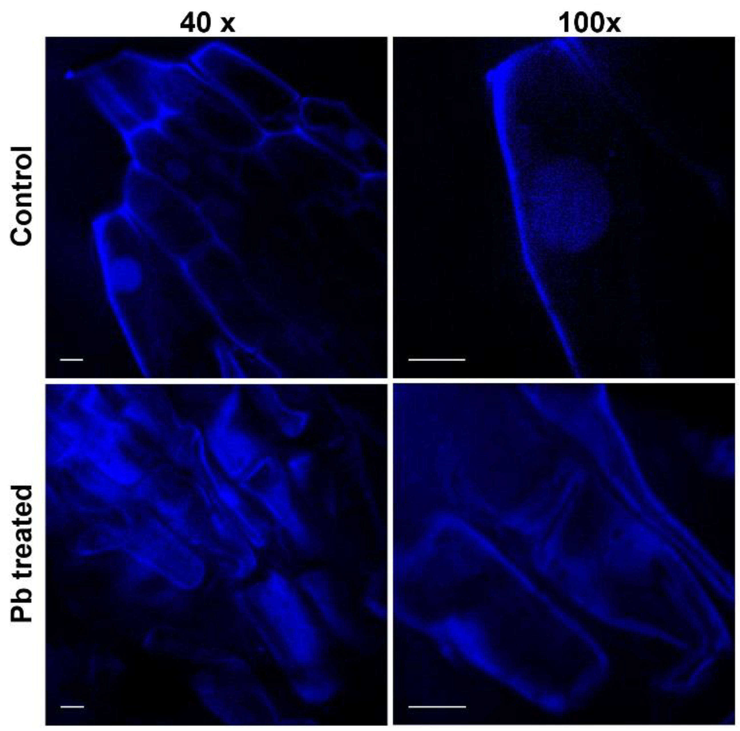 Molecules 25 01637 g004 Molecules 25 01637 g004
