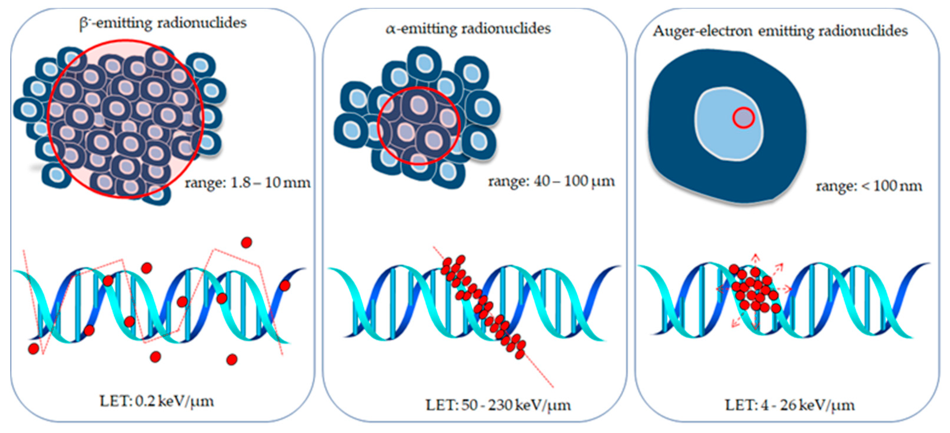 Α частица. Radionuclide. Radionuclide Diagnostics. Natural radionuclides. Radionuclides Series.