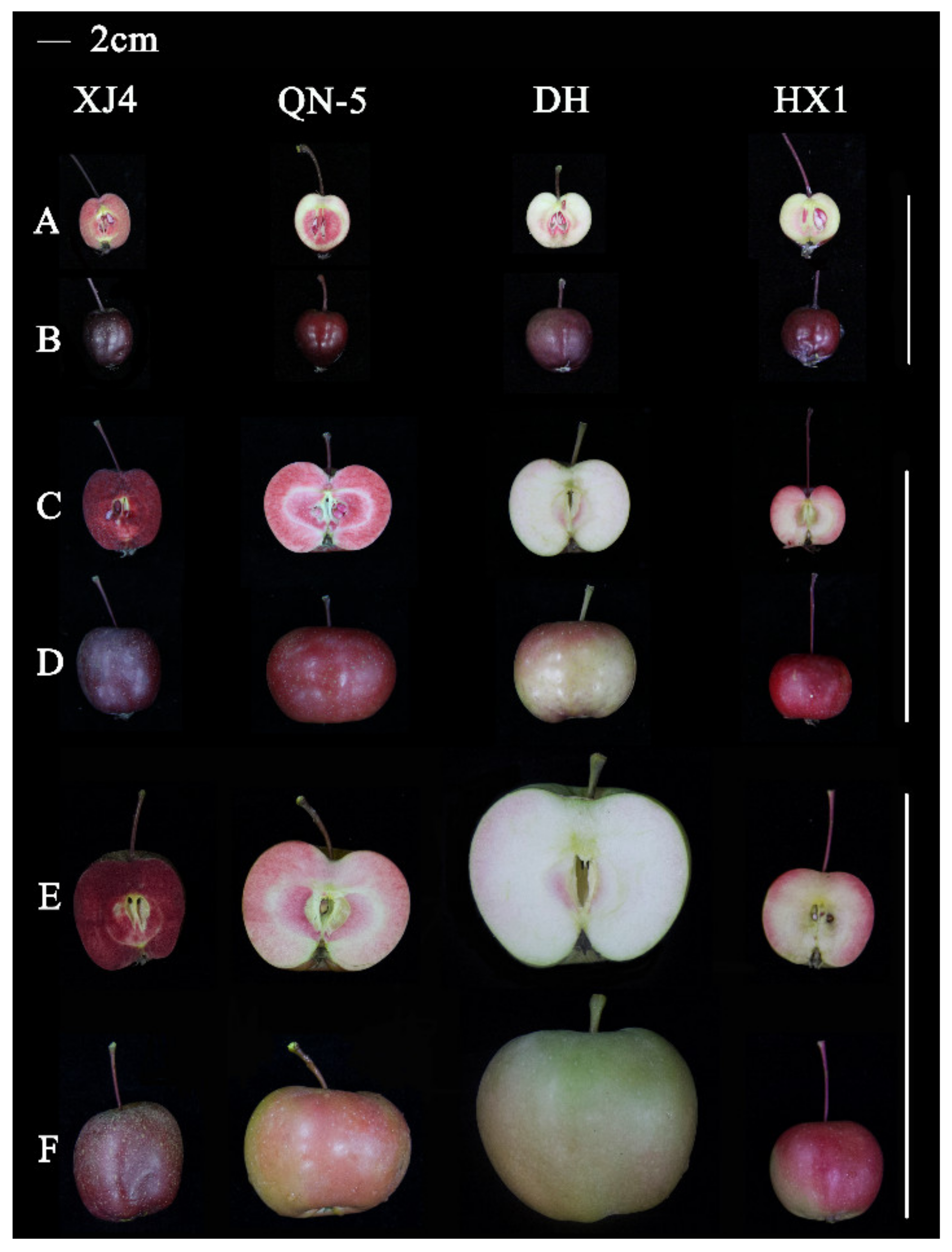 Red-fleshed: The science behind an uncommon apple breed - Fruit