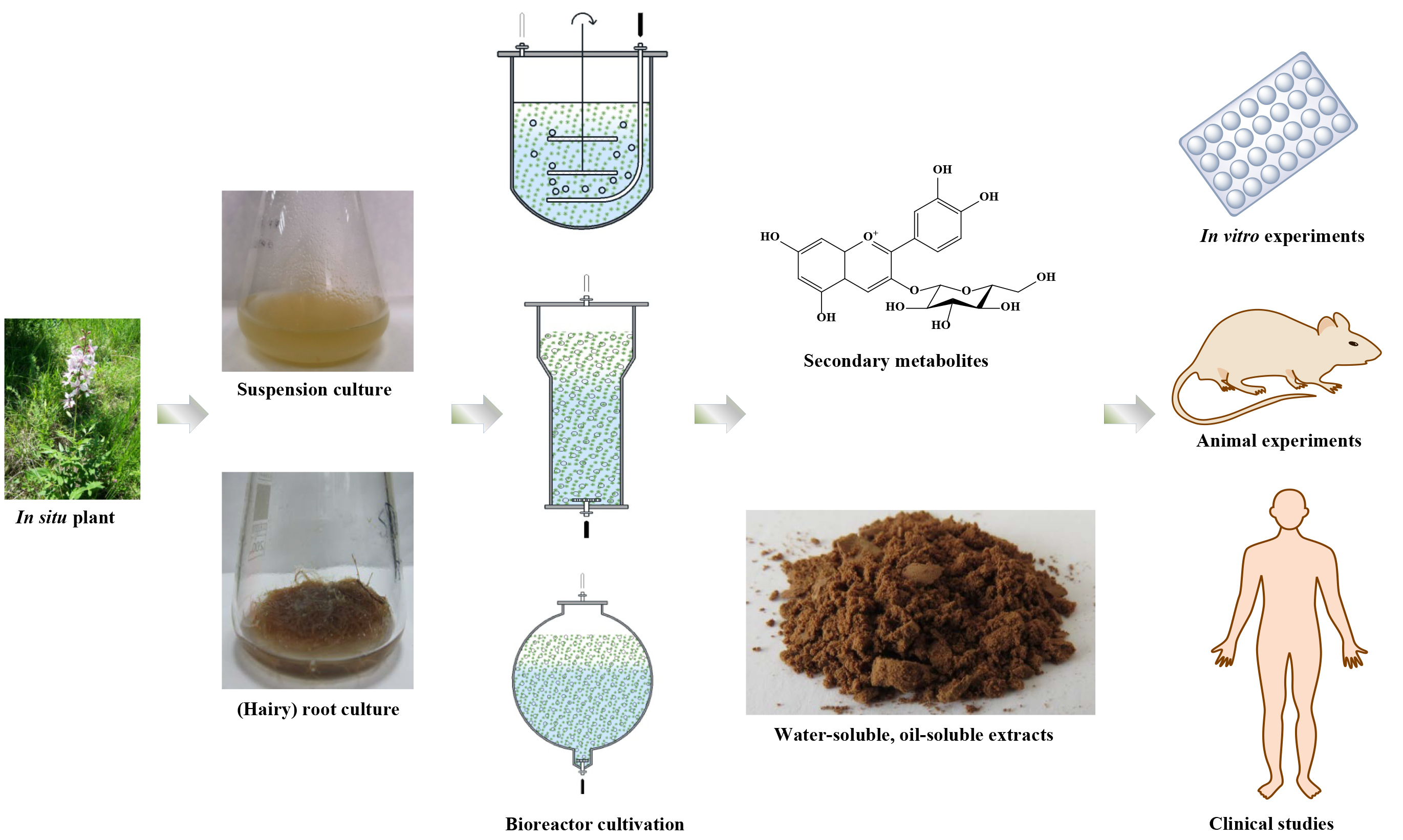 Molecules | Free Full-Text | Plant In Vitro Systems as a Sustainable