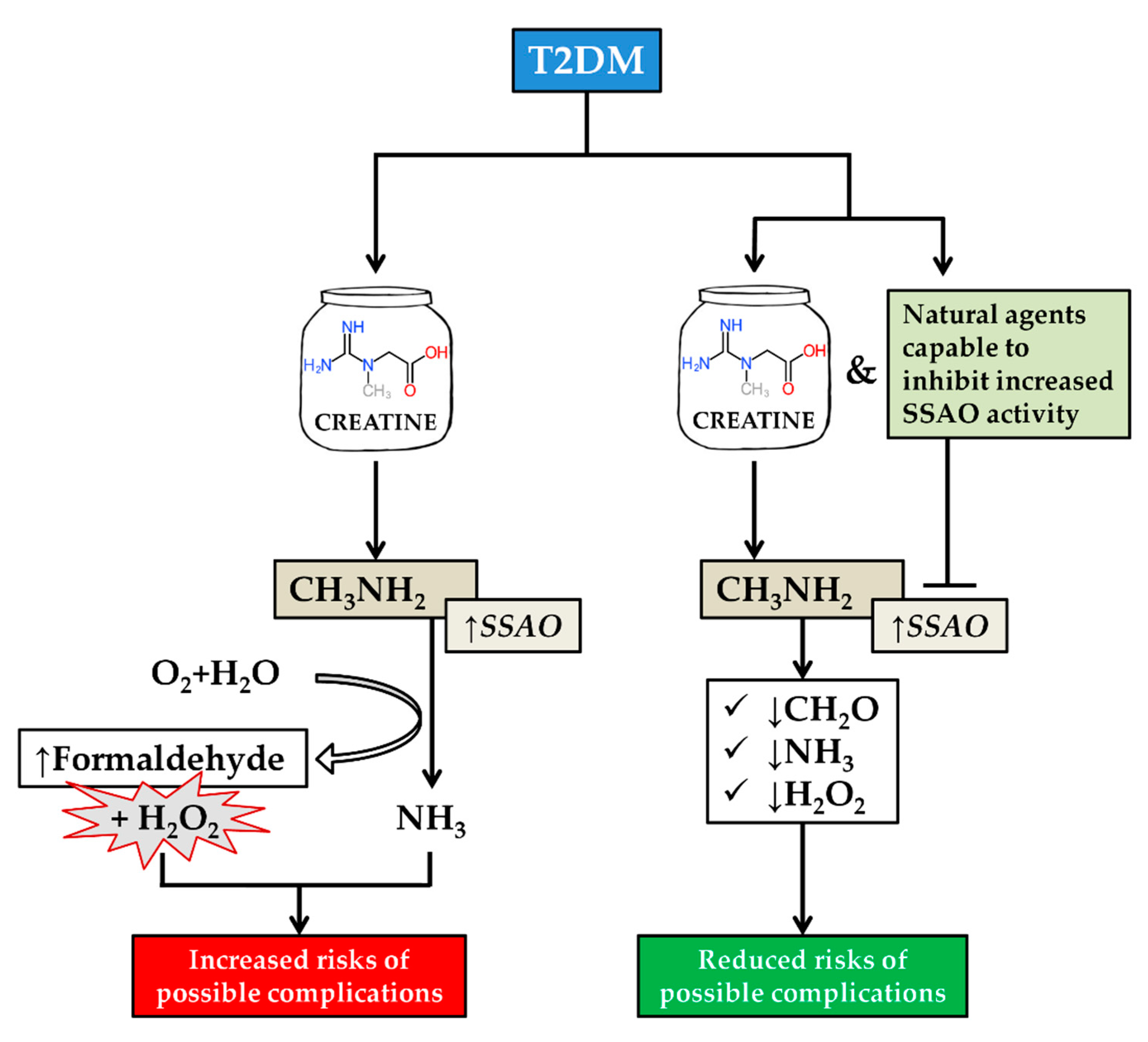 Molecules | Free Full-Text | Beneficial Impact of Semicarbazide-Sensitive  Amine Oxidase Inhibition on the Potential Cytotoxicity of Creatine  Supplementation in Type 2 Diabetes Mellitus