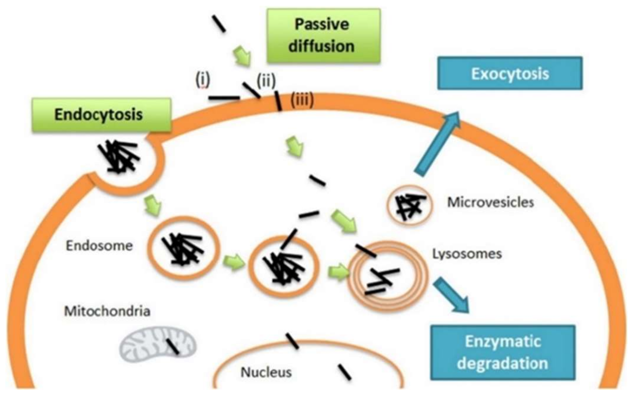 Molecules 25 02102 g003 Molecules 25 02102 g003