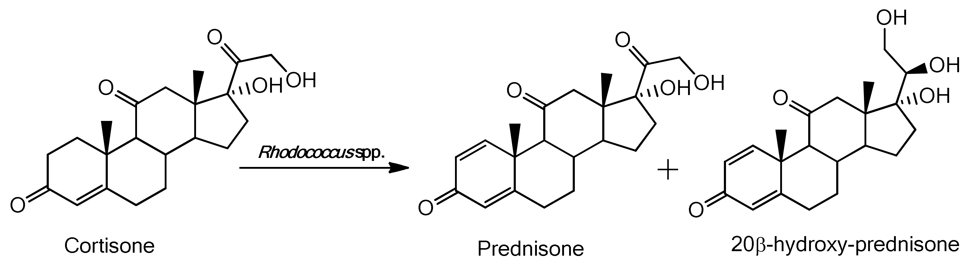 prednisone half life