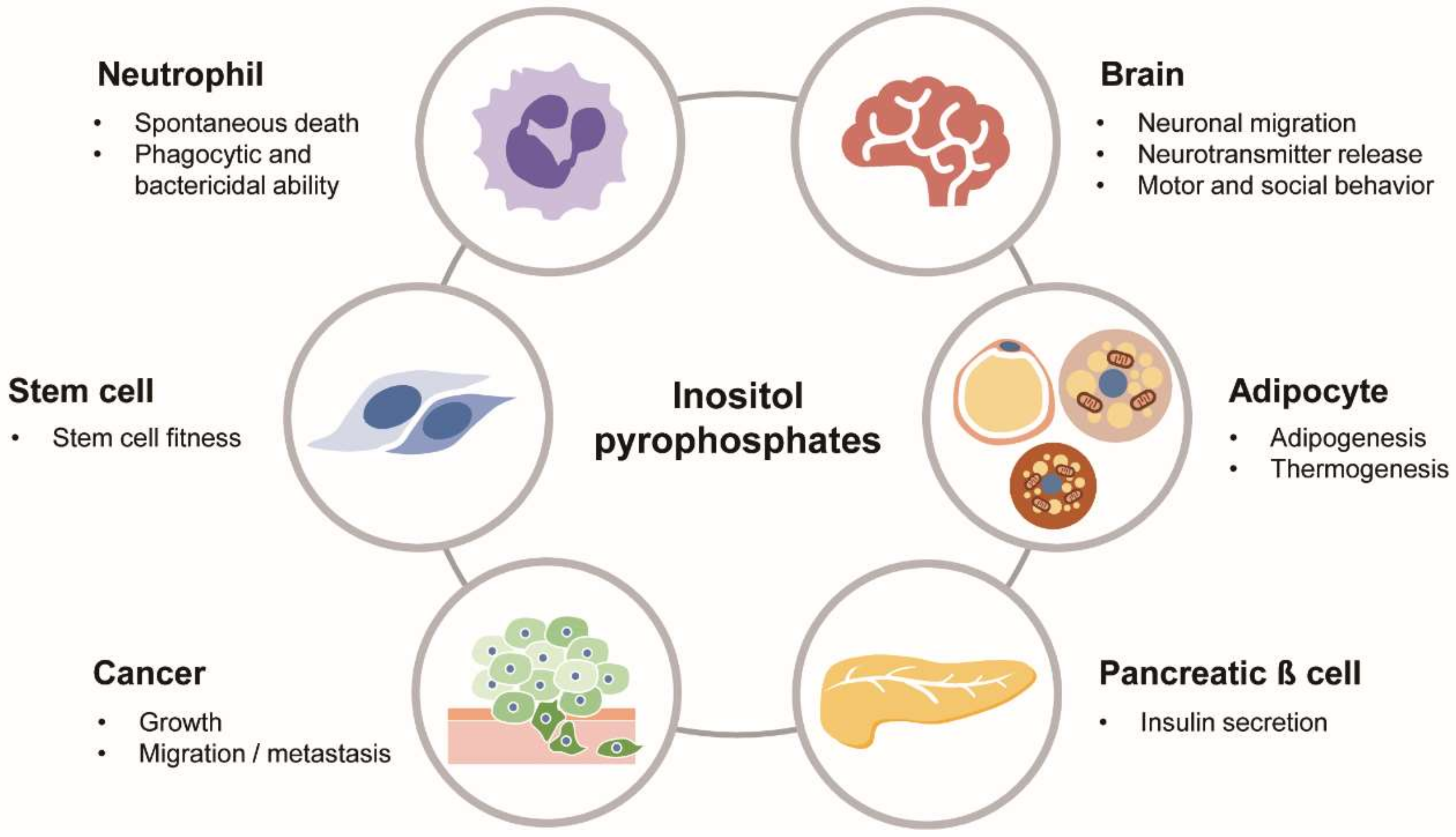 Molecules | Free Full-Text | Inositol Pyrophosphates: Signaling ...