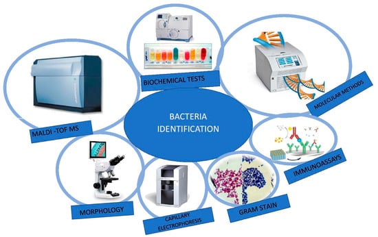 Molecules | Free Full-Text | Determination and Identification of Antibiotic  Drugs and Bacterial Strains in Biological Samples