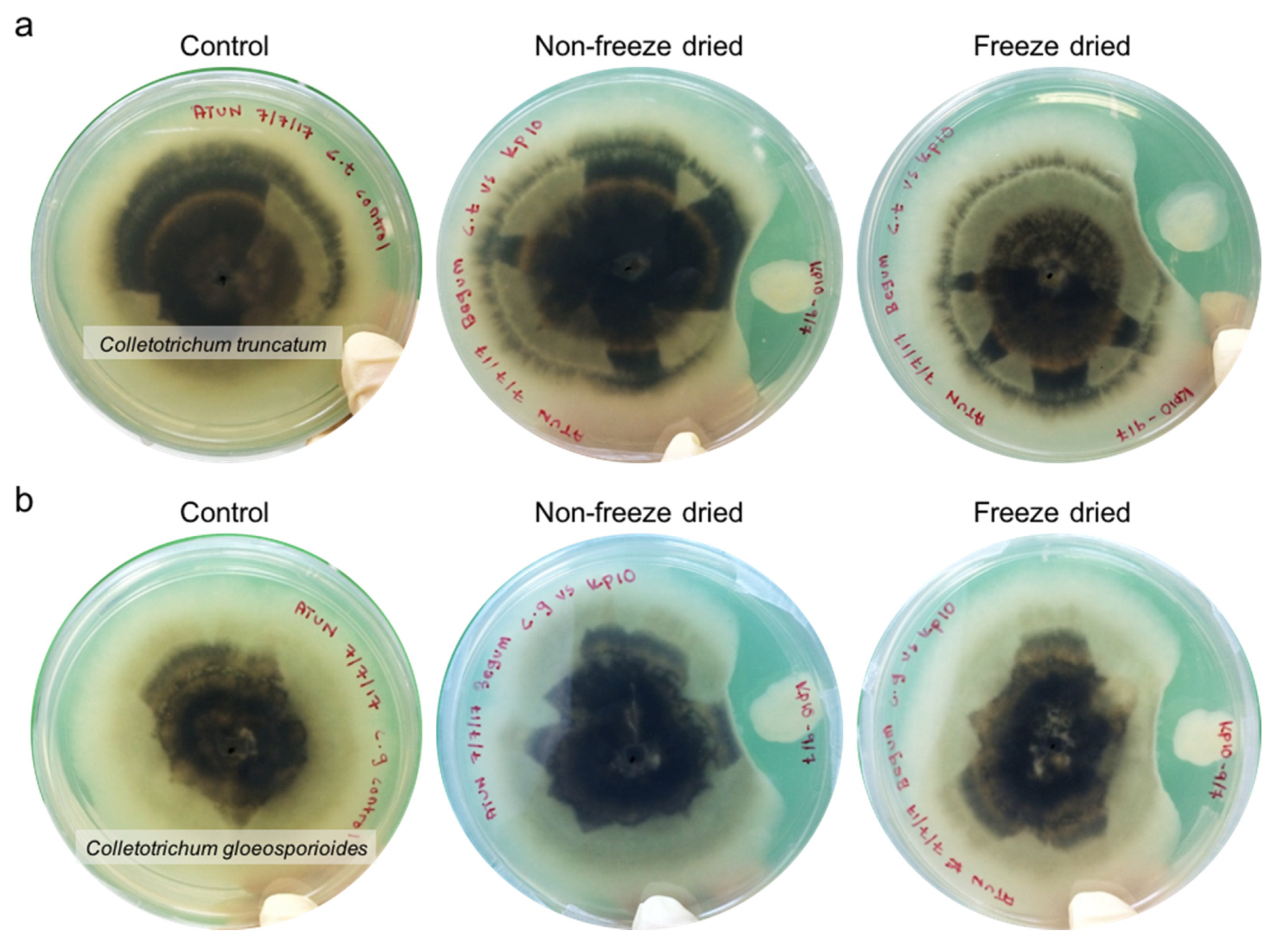 Molecules 25 02618 g003 Molecules 25 02618 g003
