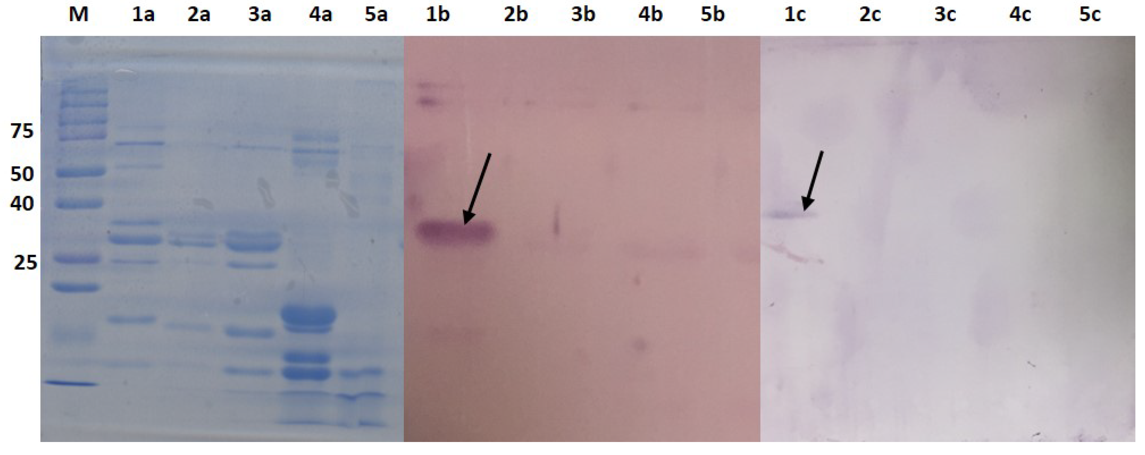 Molecules 25 02622 g006