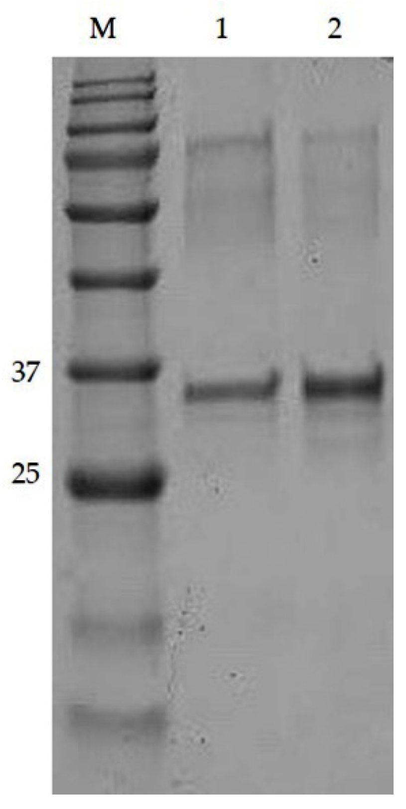 Molecules 25 02622 g007