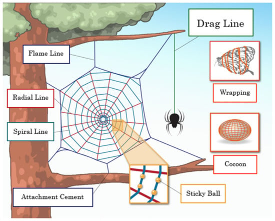 Spider Silk Is Strong Because It's Smart