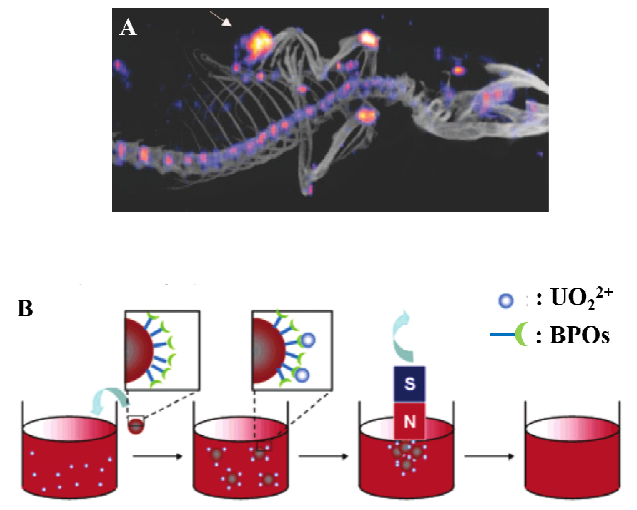 Molecules 25 02821 g003