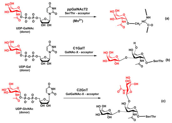 Molecules Free Full Text Selectins The Two Dr Jekyll And Mr Hyde Faces Of Adhesion Molecules A Review Html