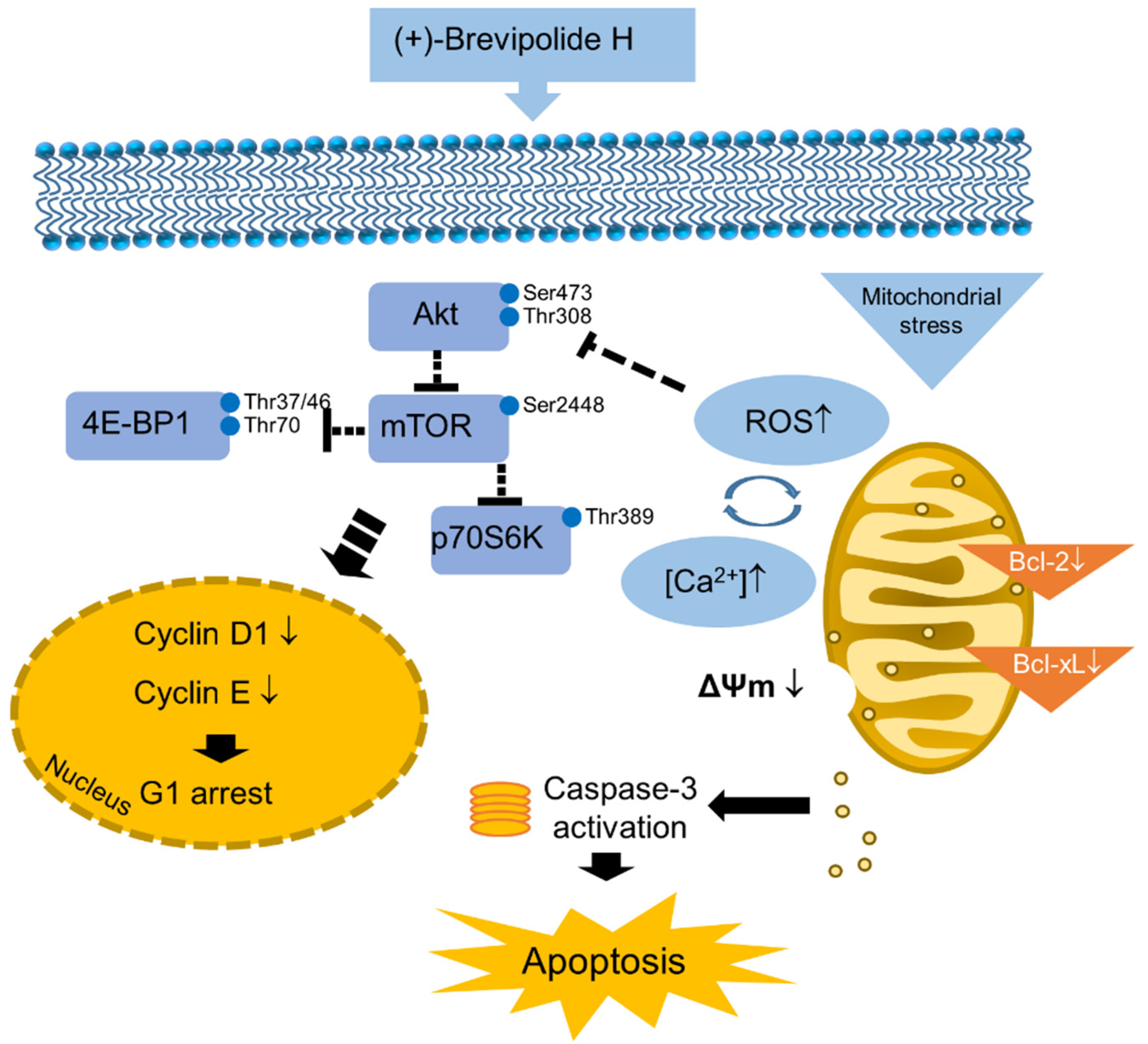 Molecules 25 02929 g008