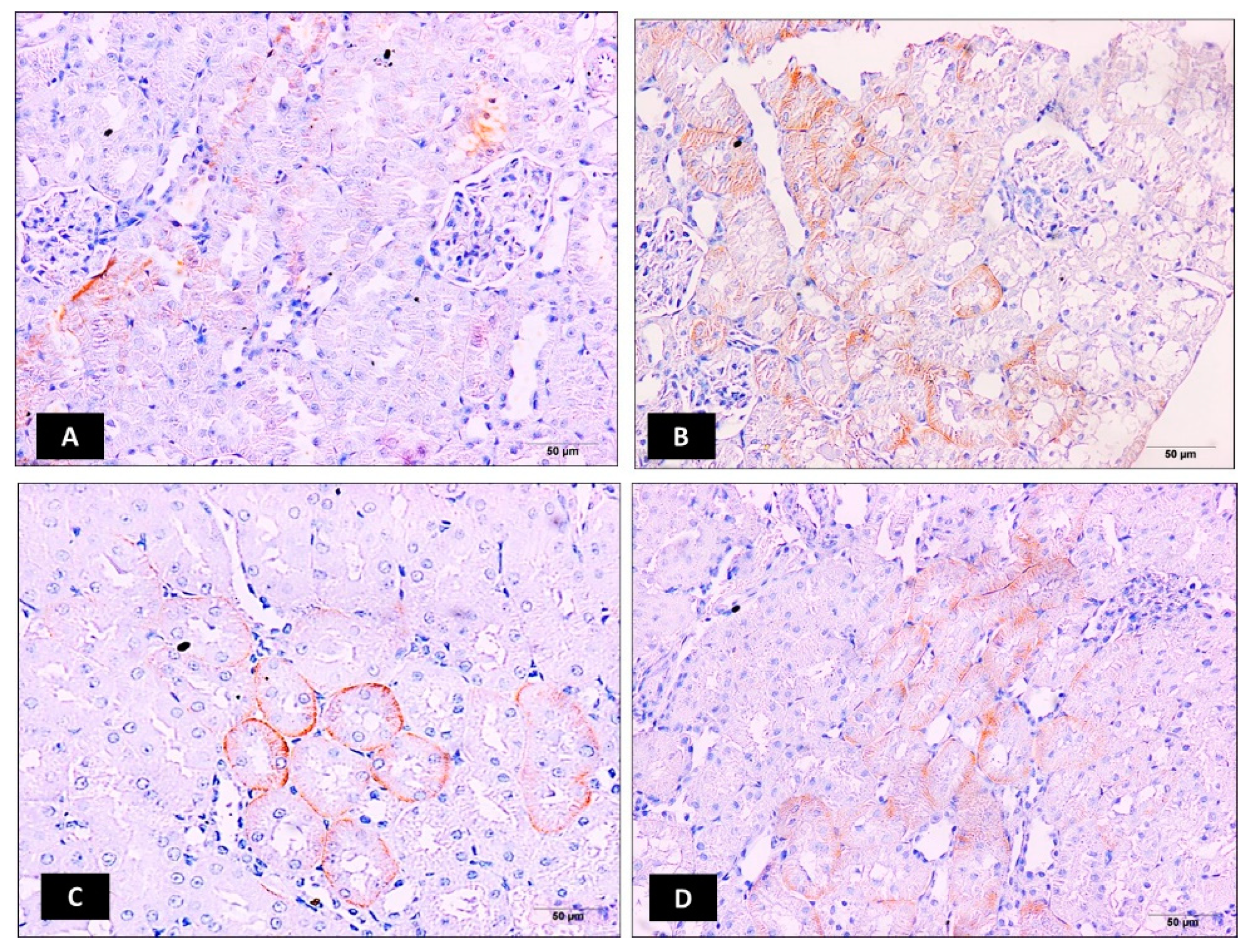 Molecules 25 03031 g003a Molecules 25 03031 g003a