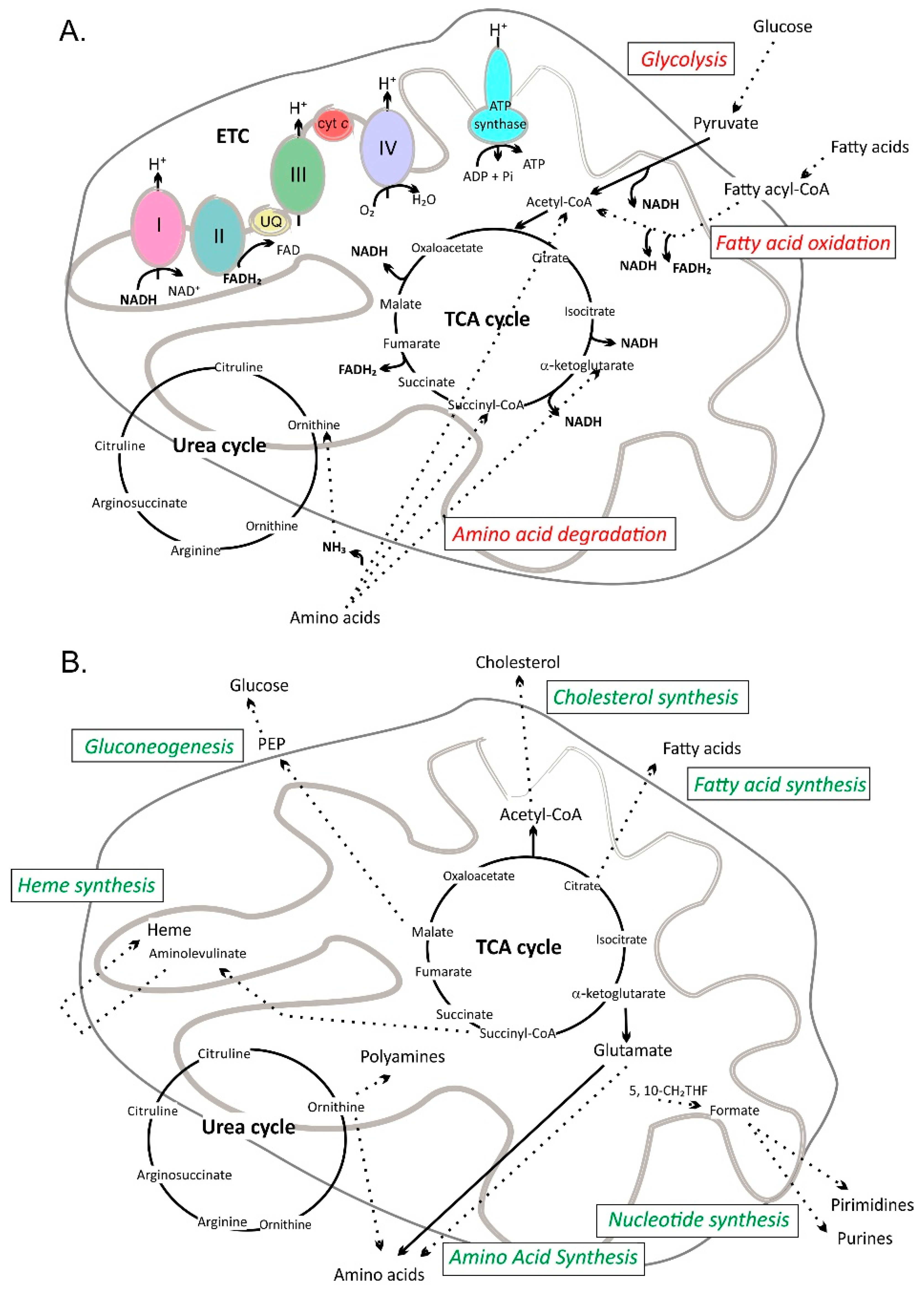 Molecules 25 03060 g002