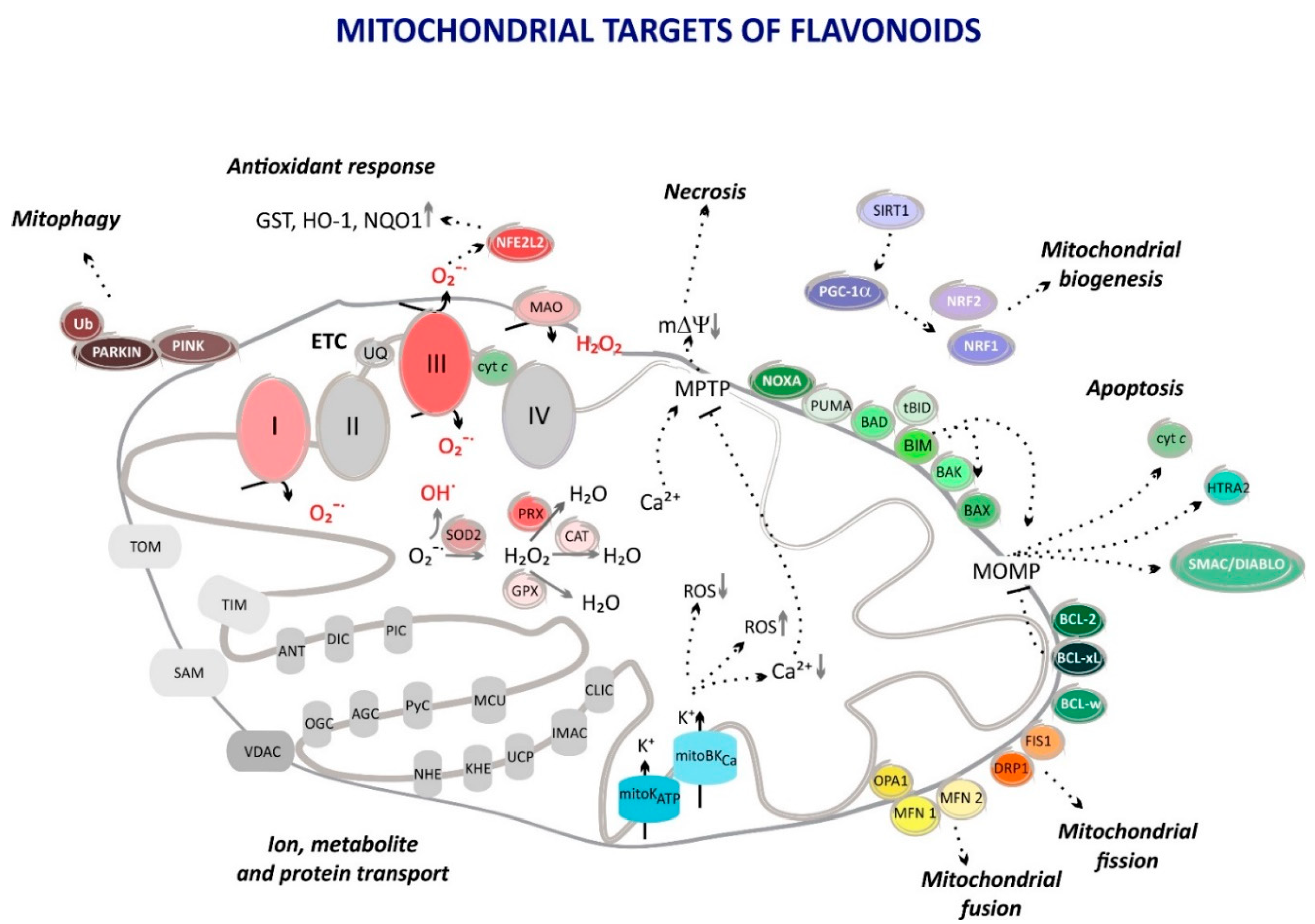 Molecules 25 03060 g003
