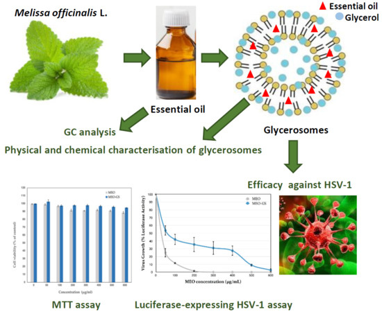 Molecules | Free Full-Text | Glycerosome of Melissa officinalis L.  Essential Oil for Effective Anti-HSV Type 1