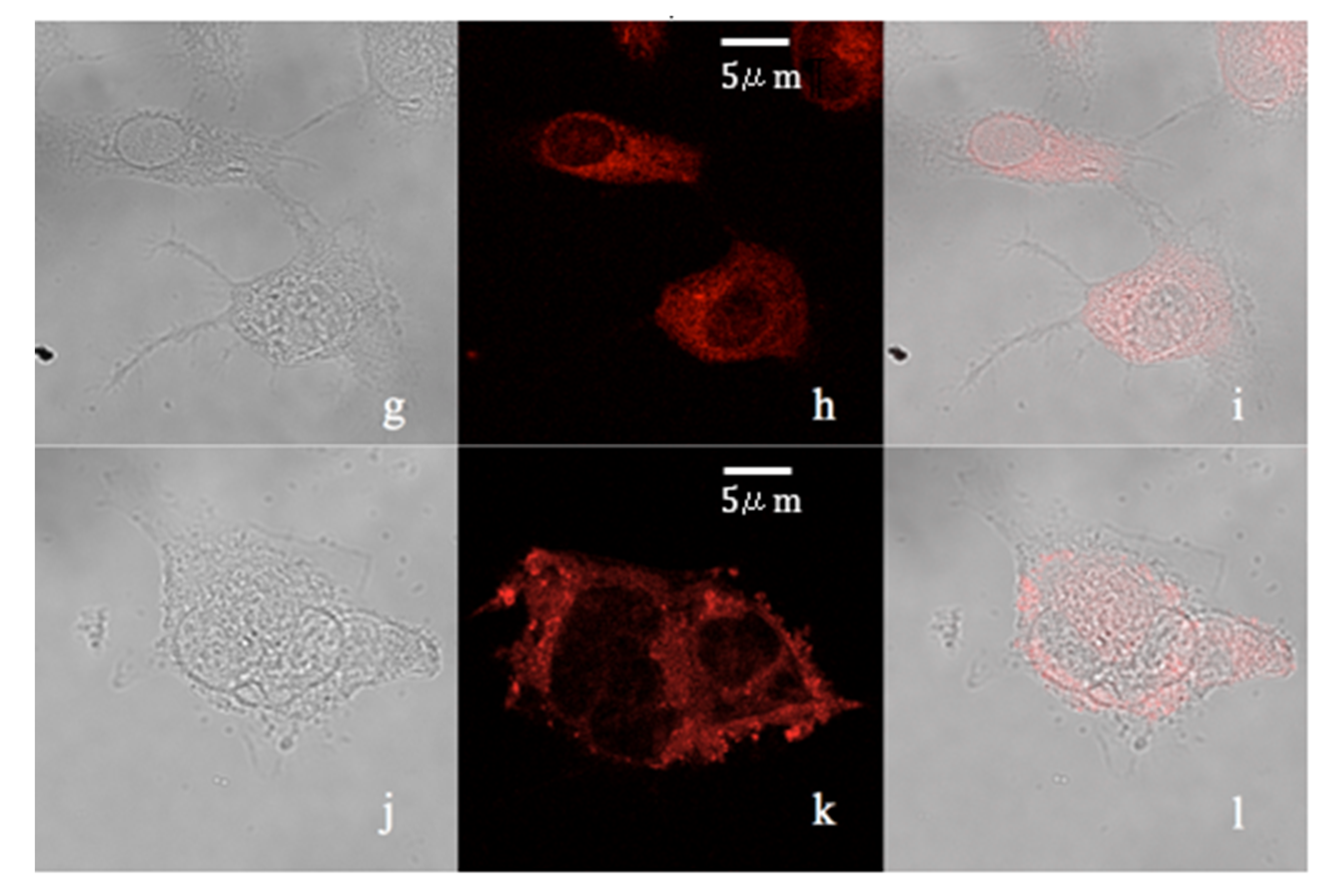 Molecules Free Full Text Non Cytotoxic Dibenzyl And Difluoroborate Curcuminoid Fluorophores Allow Visualization Of Nucleus Or Cytoplasm In Bioimaging Html