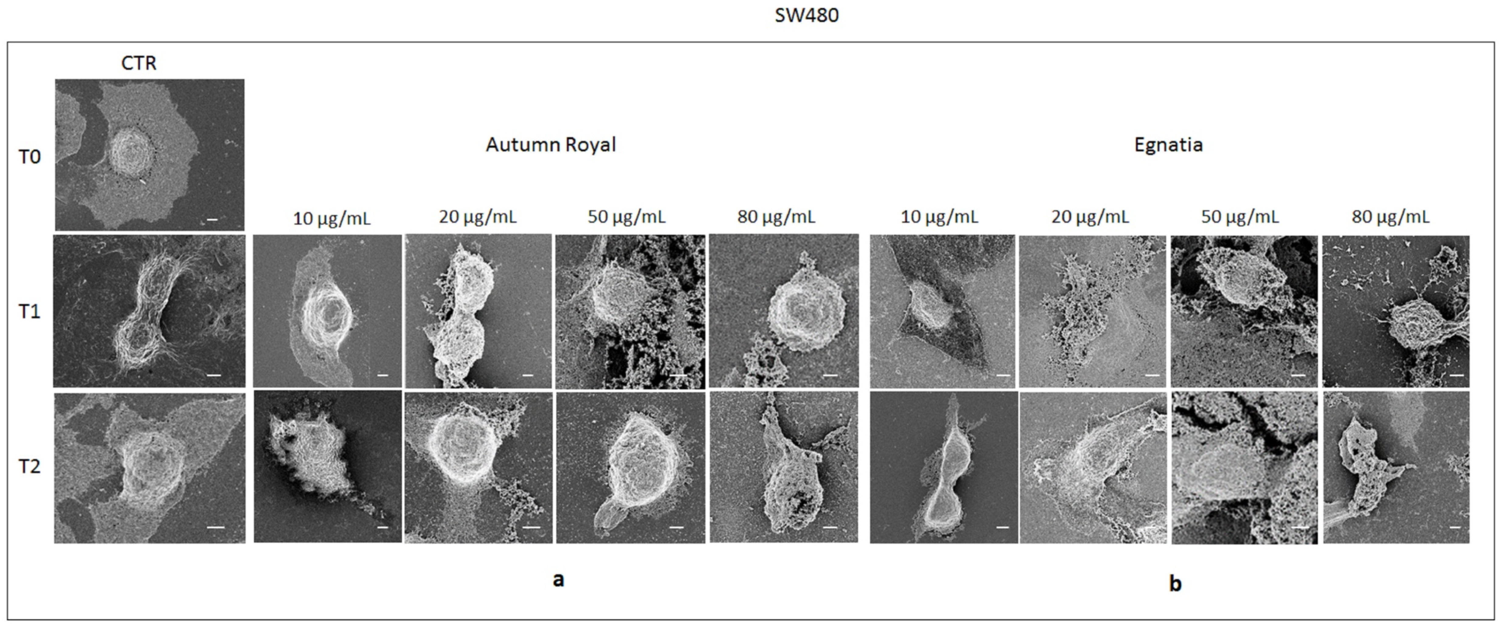 Molecules 25 03352 g005 Molecules 25 03352 g005