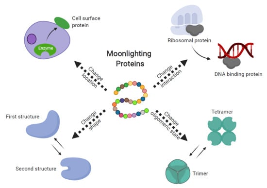 Molecules | Free Full-Text | Moonlighting Proteins In The Fuzzy Logic ...