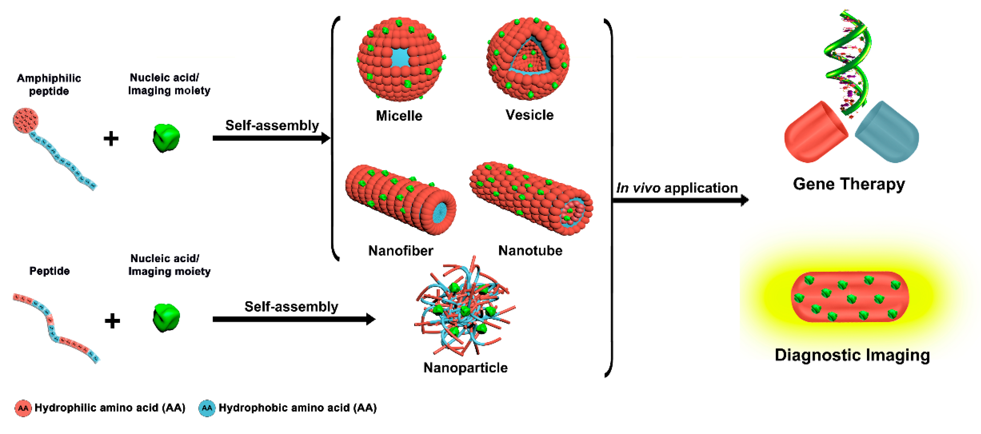 Molecules | Free Full-Text | Peptide-Based Nanoassemblies in Gene Therapy  and Diagnosis: Paving the Way for Clinical Application