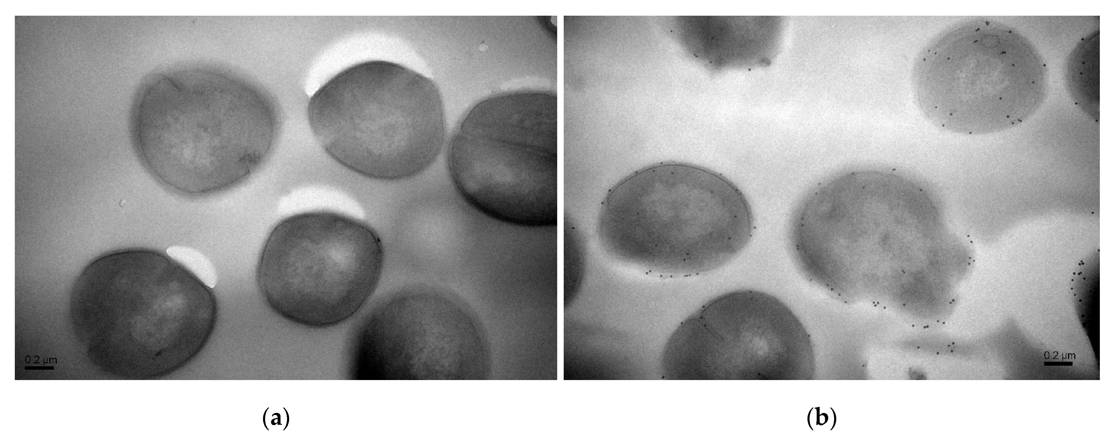 Molecules 25 03513 g004
