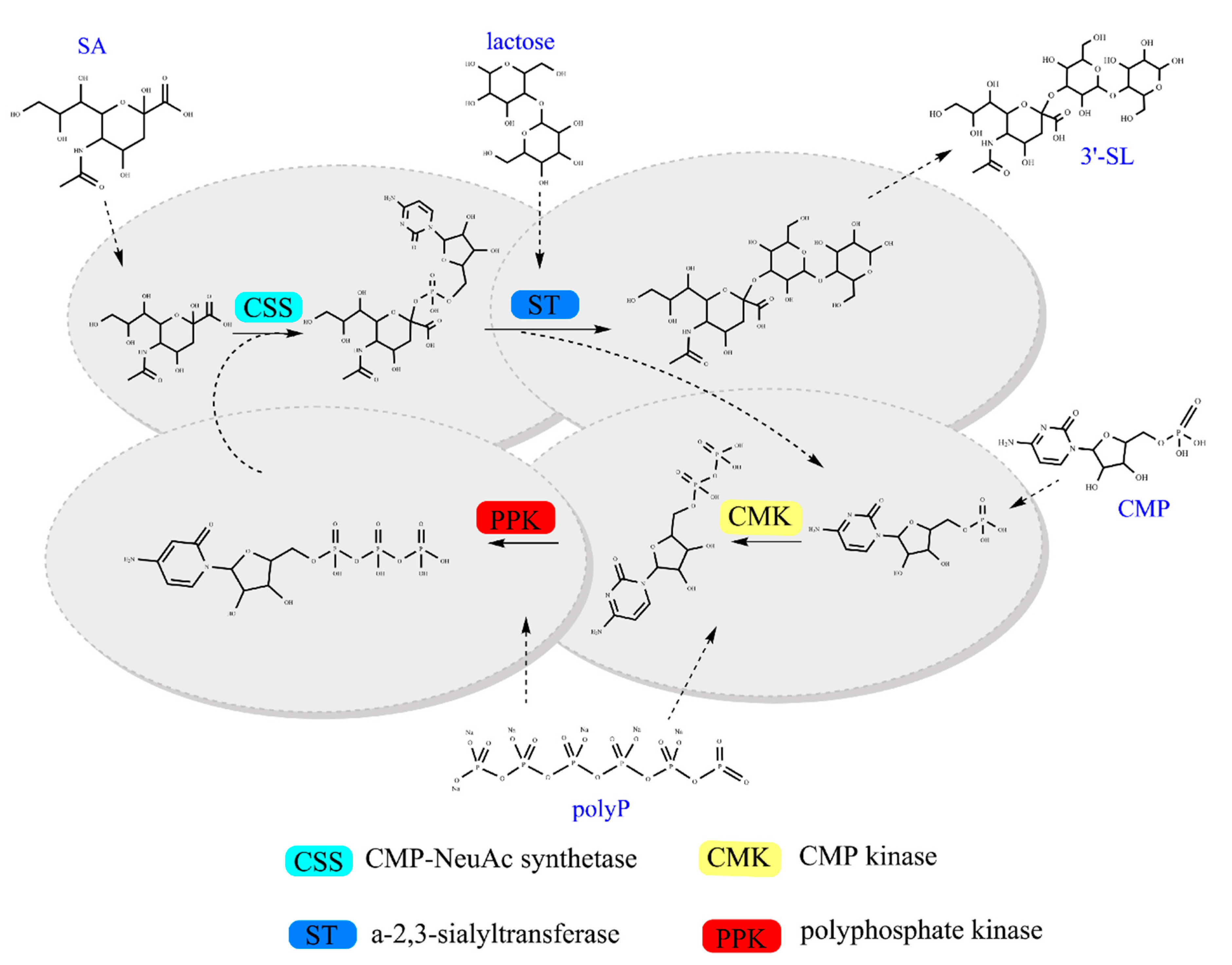 Molecules 25 03567 g001