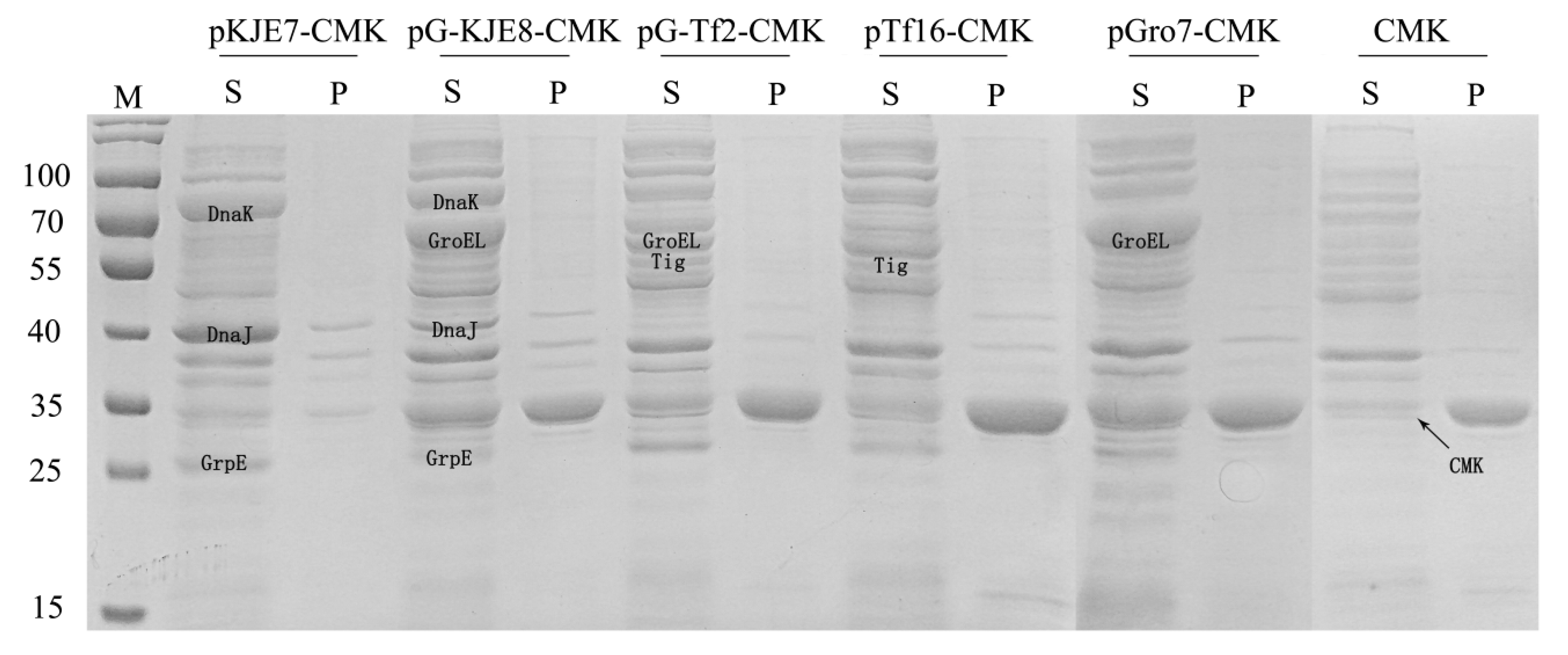 Molecules 25 03567 g003
