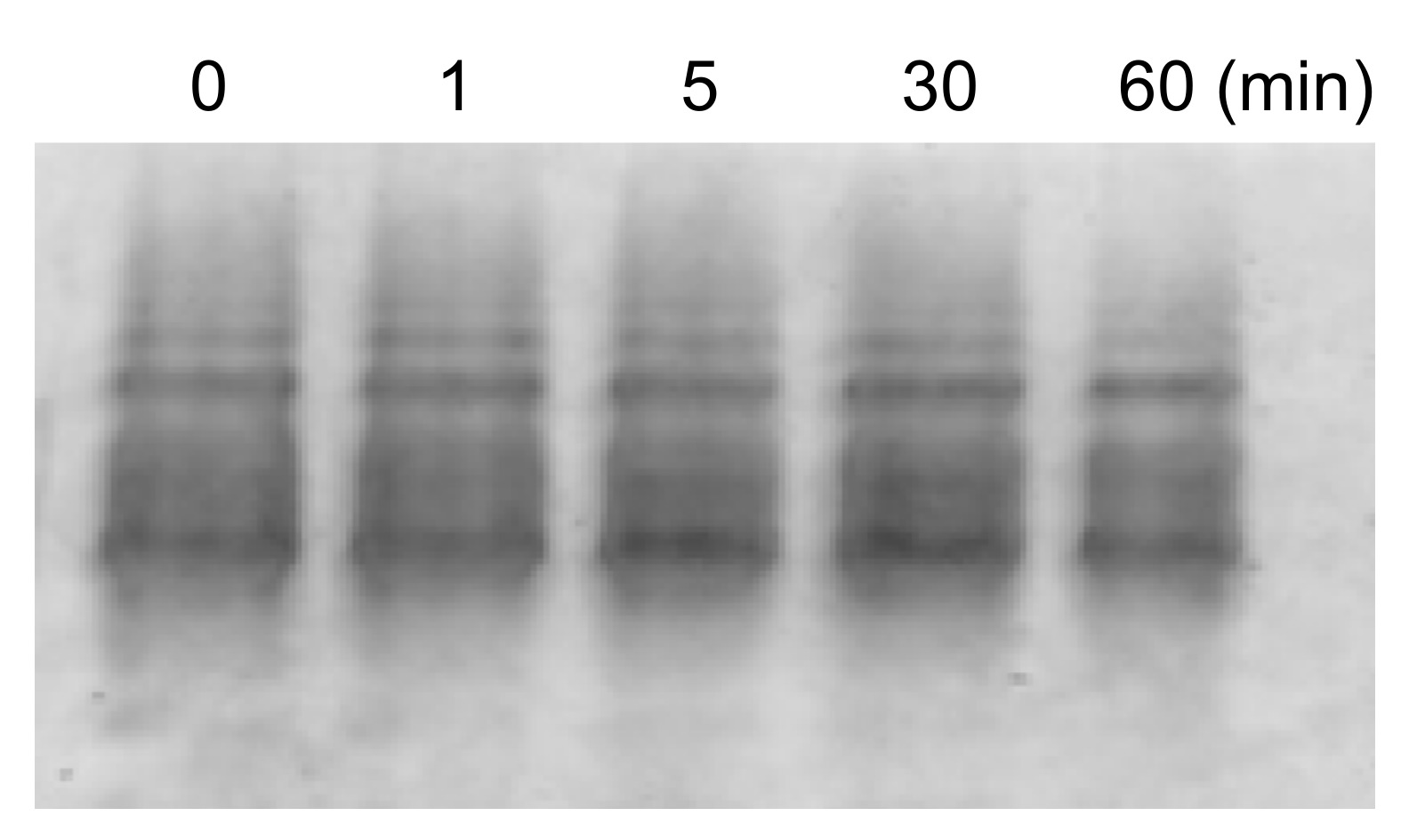 Molecules 25 03600 g004