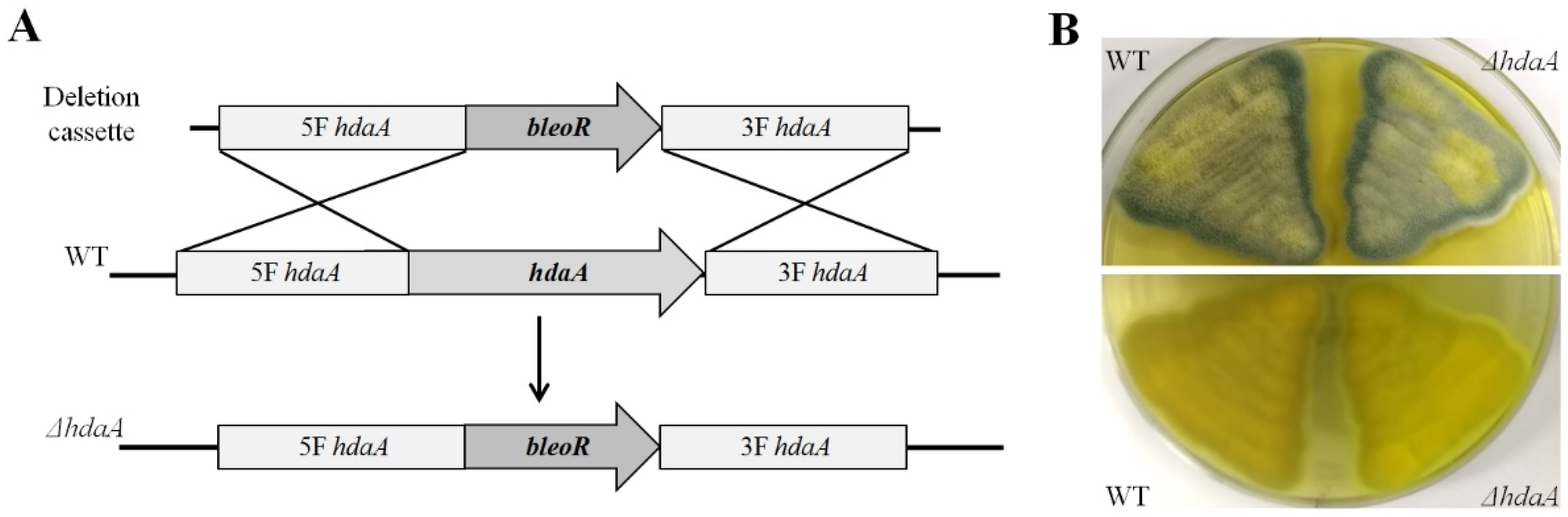 Molecules 25 03657 g002