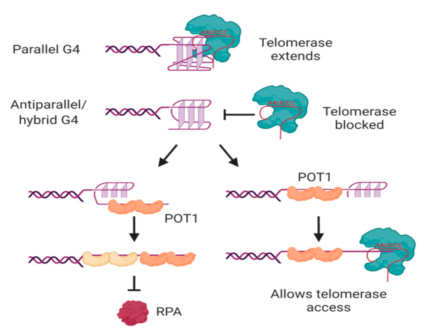 Molecules 25 03686 g005