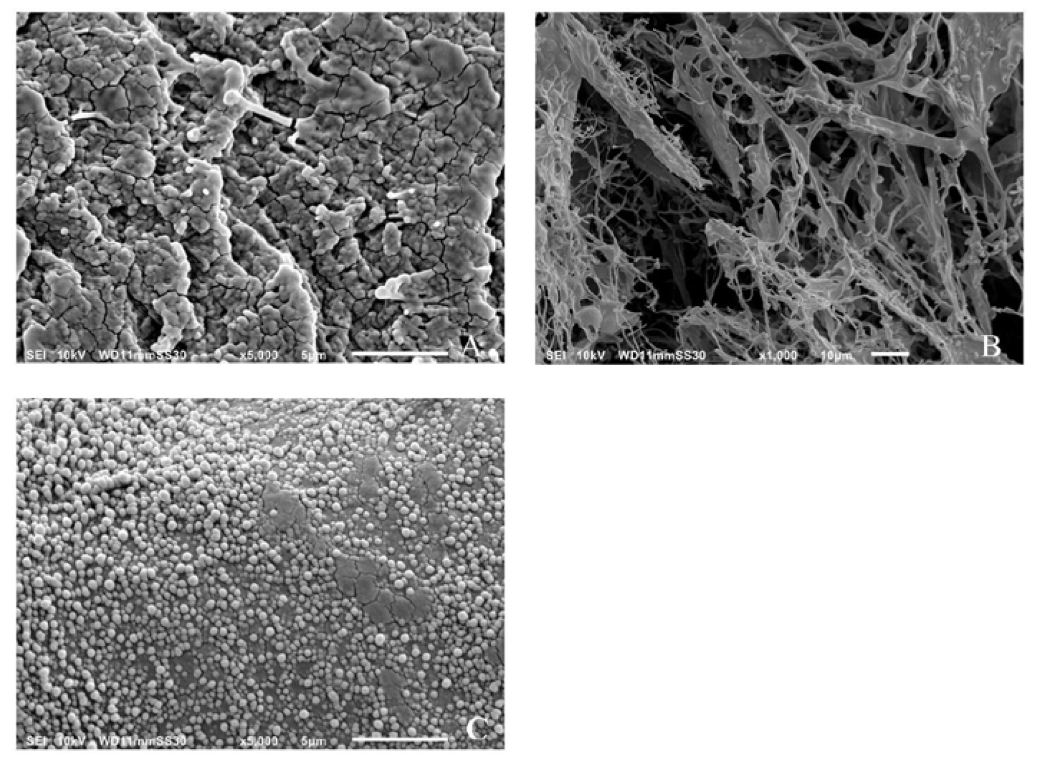 Molecules 25 03807 g004 Molecules 25 03807 g004
