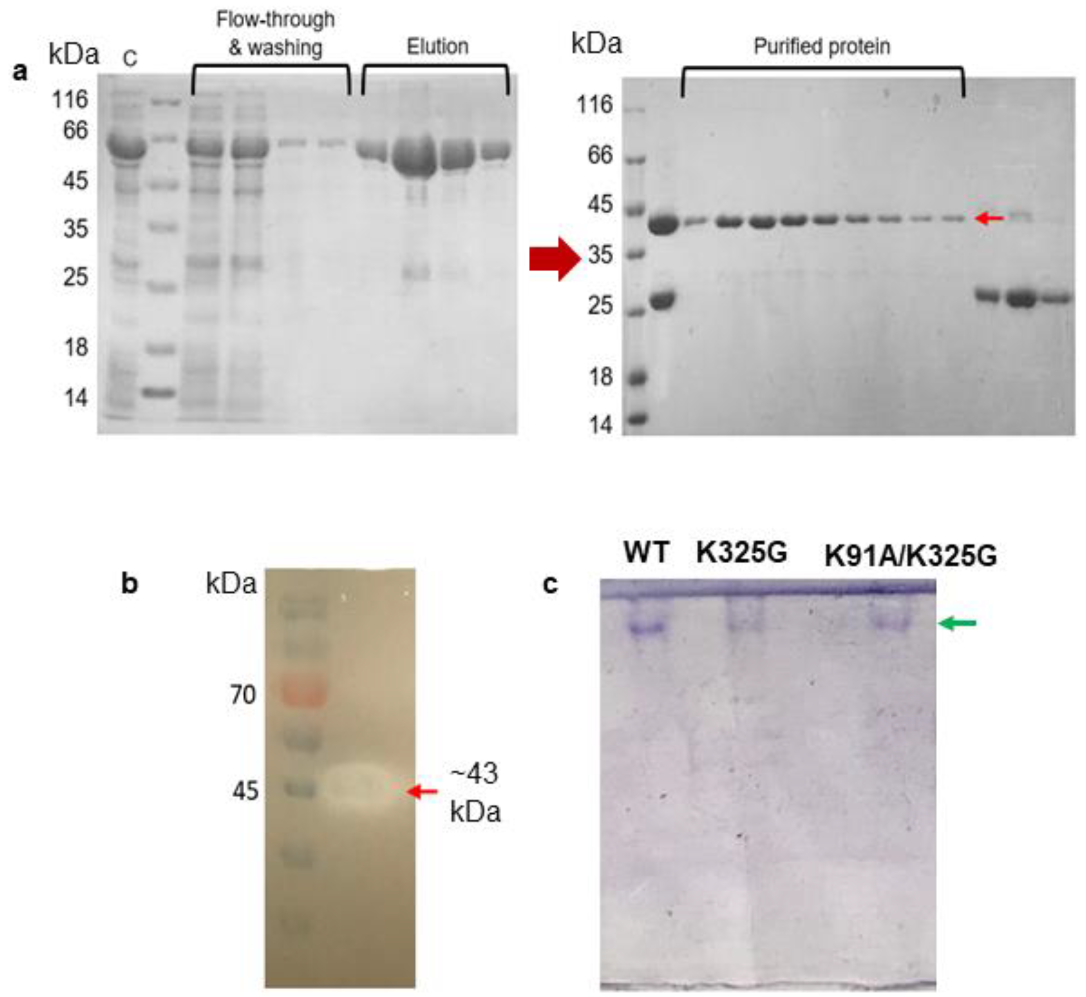 Molecules 25 03858 g005 Molecules 25 03858 g005