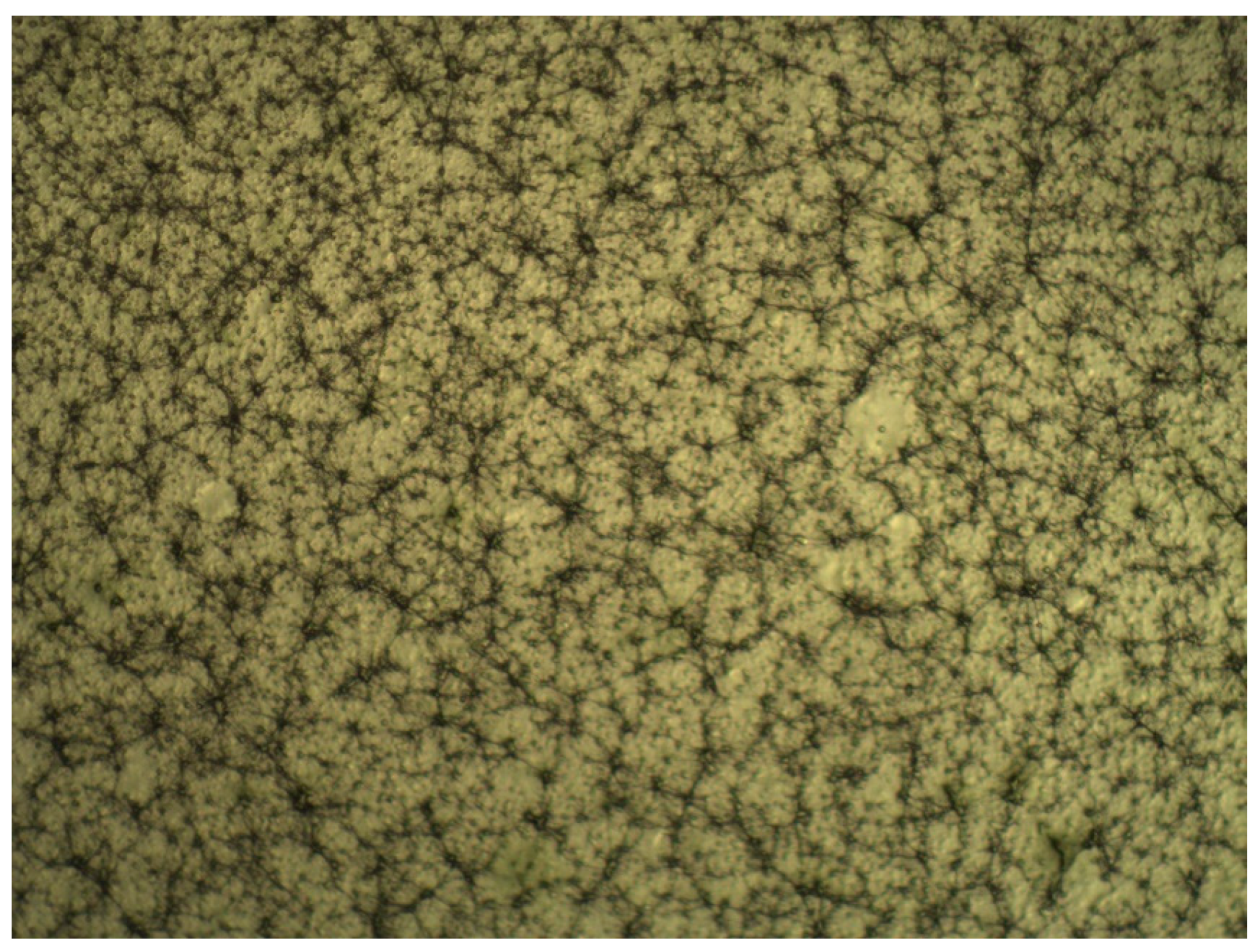 Molecules 25 04060 g007 Molecules 25 04060 g007