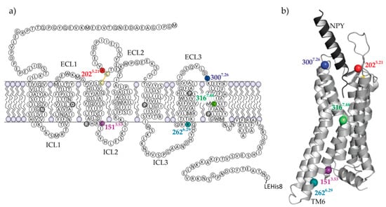 Molecules Free Full Text Probing The Y2 Receptor On Transmembrane Intra And Extra Cellular Sites For Epr Measurements Html