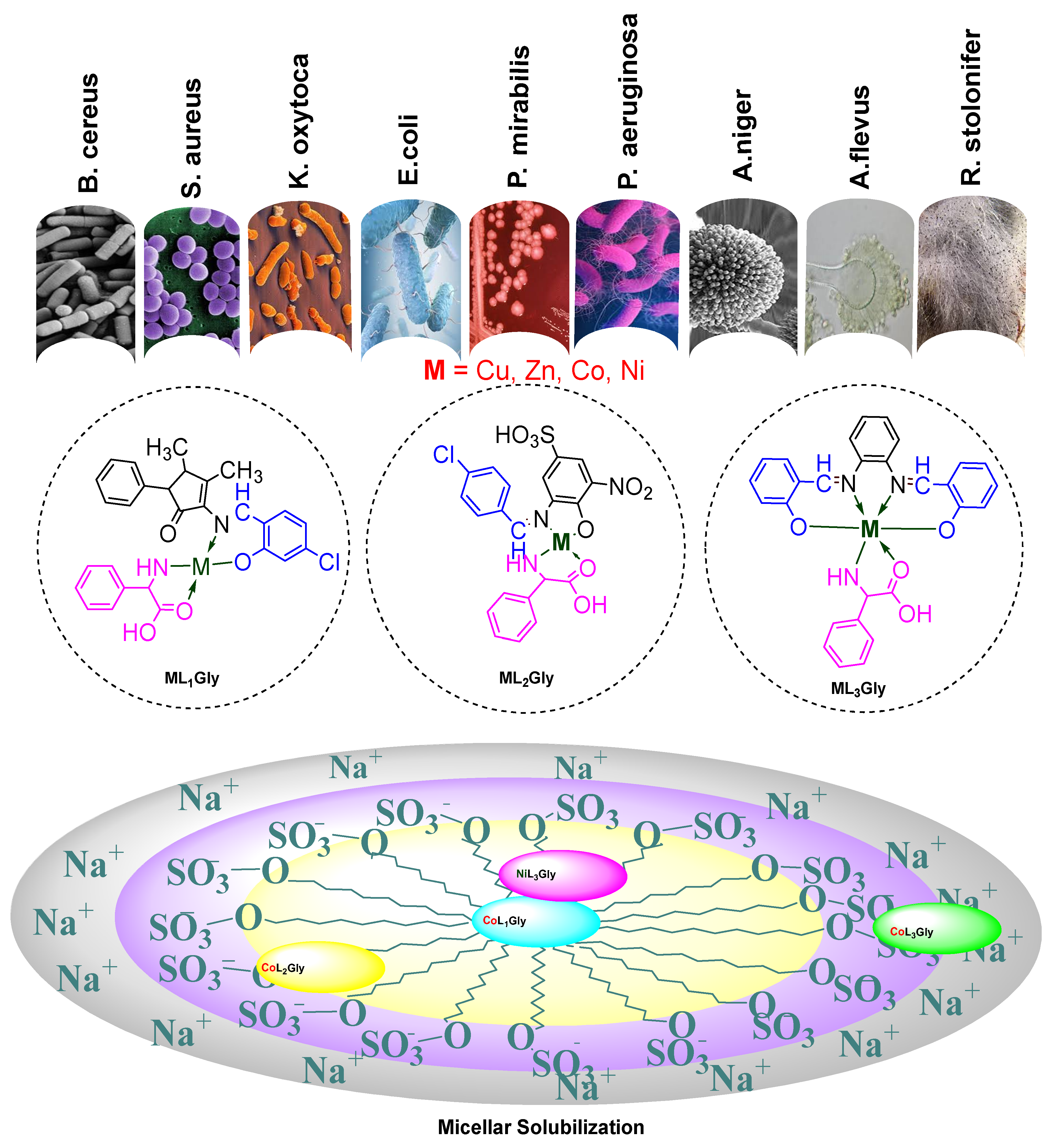 Molecules Free Full Text New Heteroleptic 3d Metal Plexes Synthesis Antimicrobial And Solubilization Parameters Html