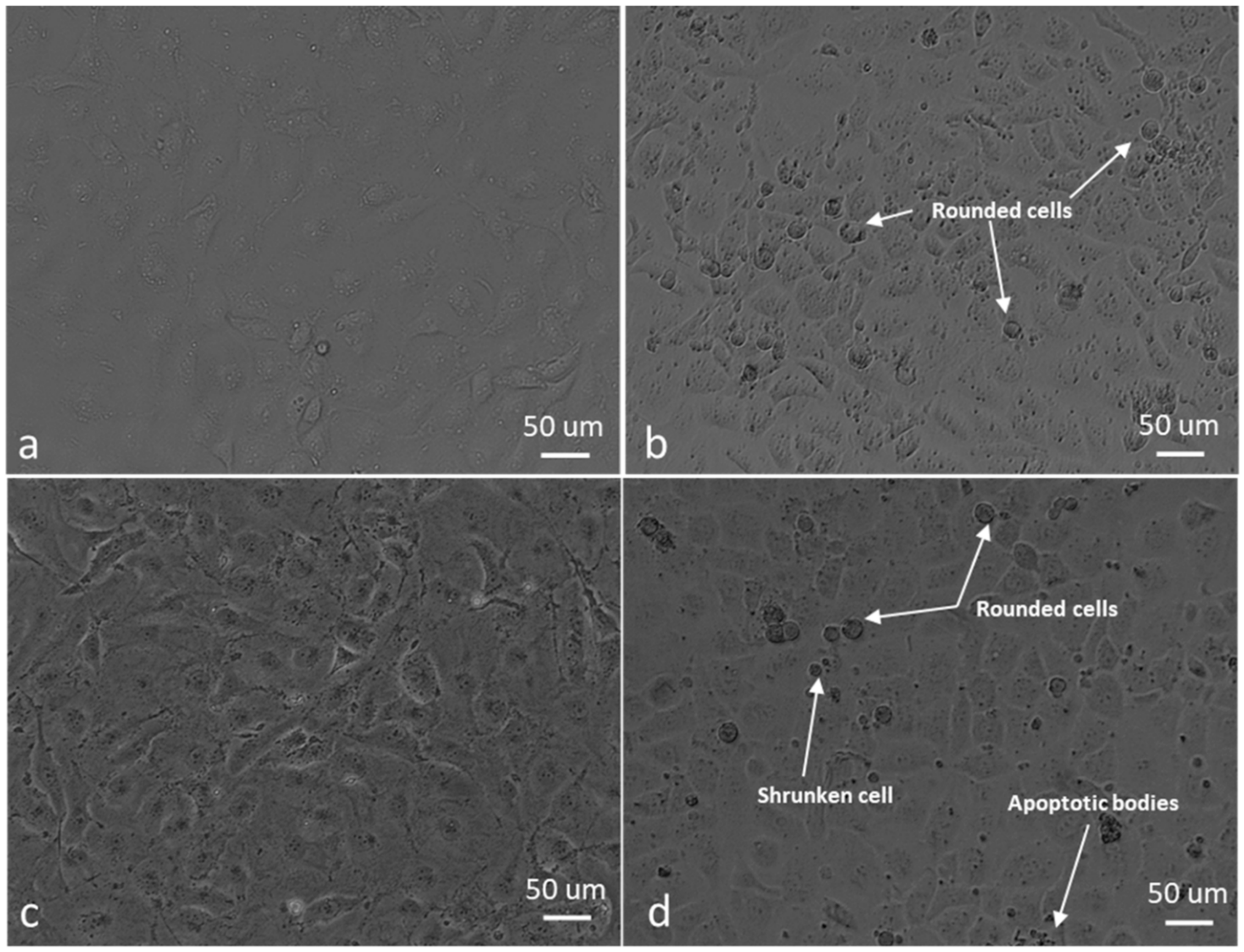 Molecules 25 04337 g011 Molecules 25 04337 g011
