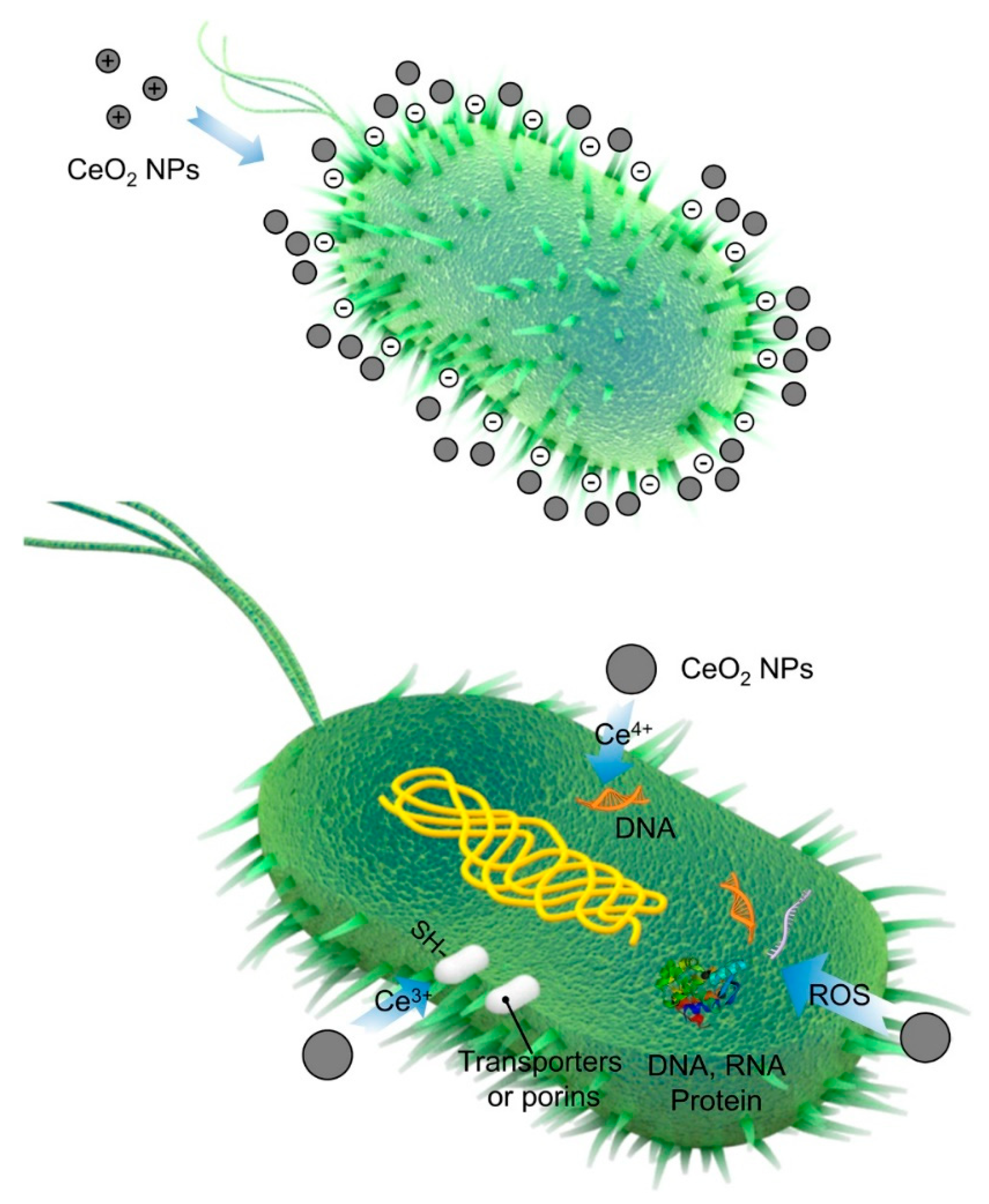 Antibacterial activity. Антибактериал Совун. Antibacterial applications of nanodiamonds. Antibacterial properties of AG Nanoparticles. Antibacterial mechanism of AG NPS.