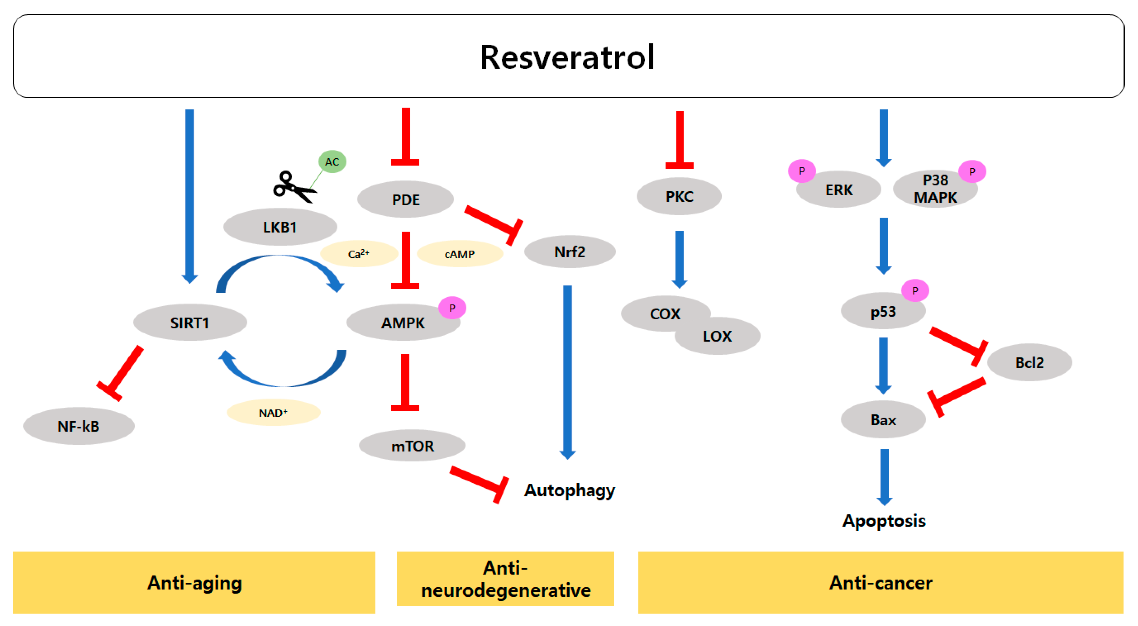 Molecules | Free Full-Text | Mechanisms of Aging and the Preventive Effects  of Resveratrol on Age-Related Diseases | HTML