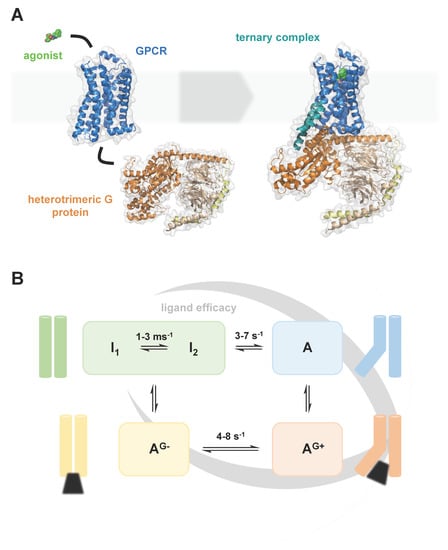 Molecules Free Full Text Structure And Dynamics Of Gpcrs In Lipid Membranes Physical Principles And Experimental Approaches Html