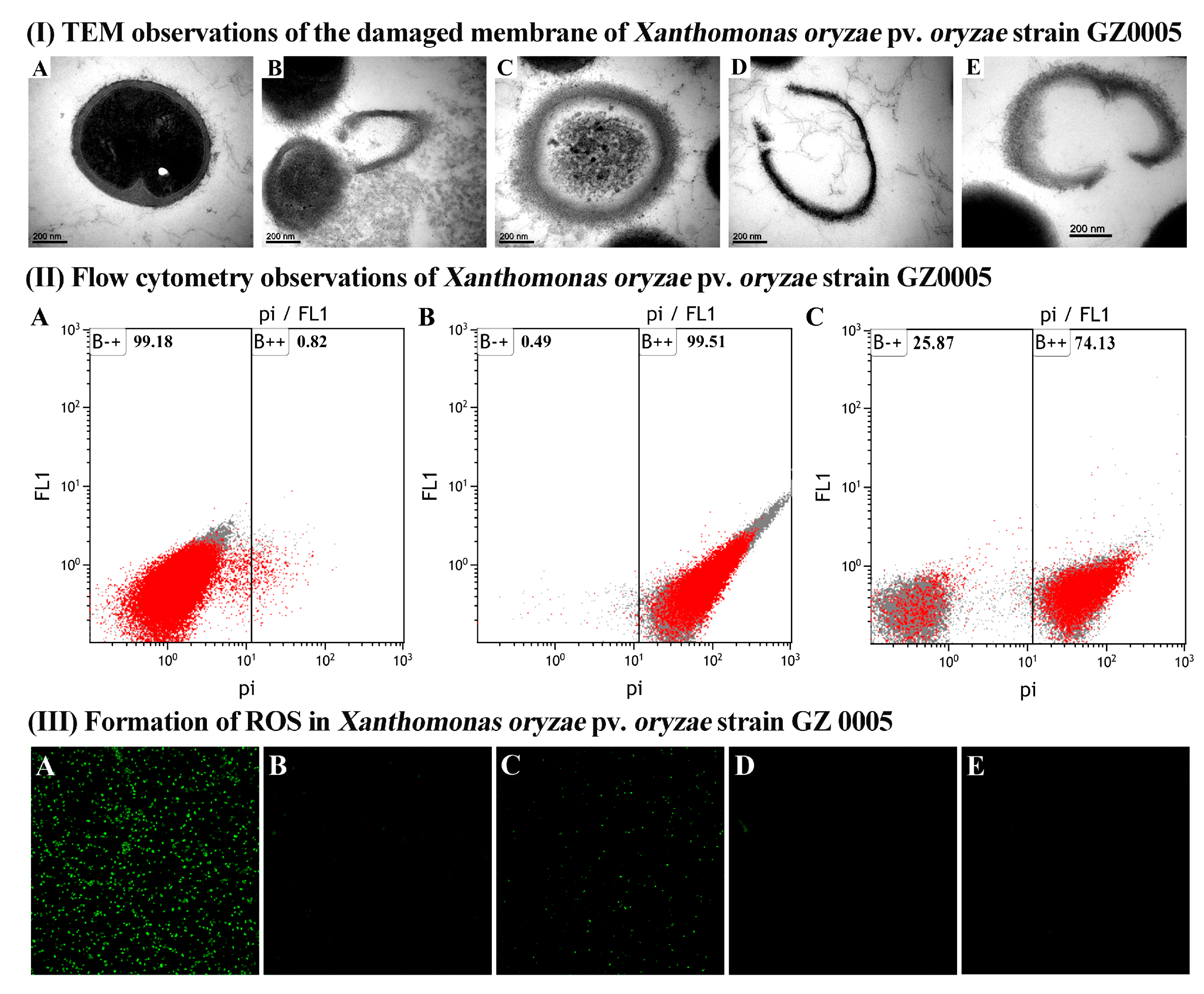 Molecules Free Full Text Bioinspired Green Synthesis Of Chitosan And Zinc Oxide Nanoparticles With Strong Antibacterial Activity Against Rice Pathogen Xanthomonas Oryzae Pv Oryzae Html