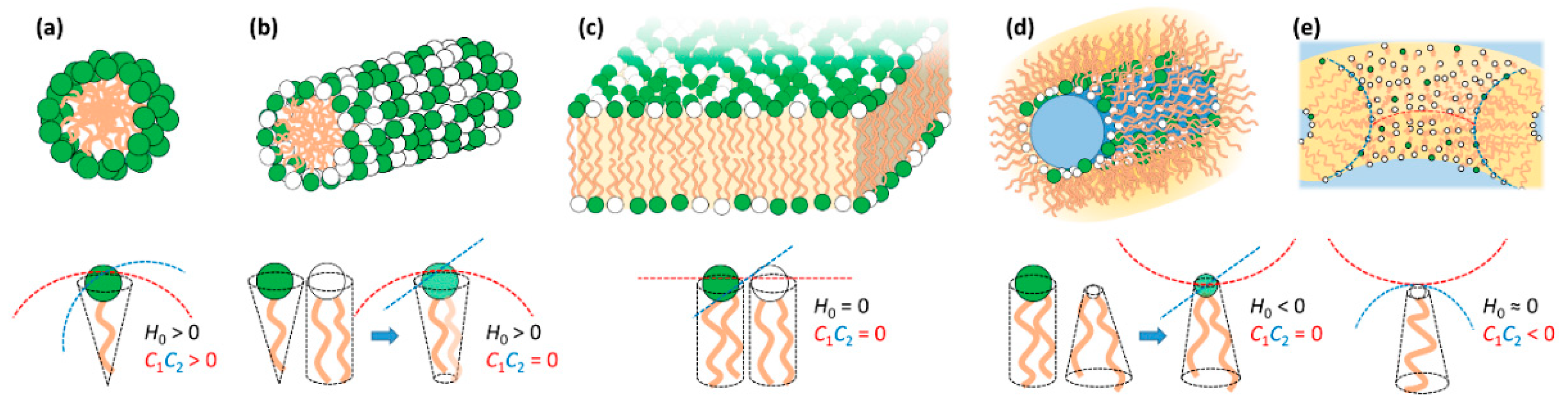 MVLs. (A and B) The structure (A) and molecular modeling (B) of